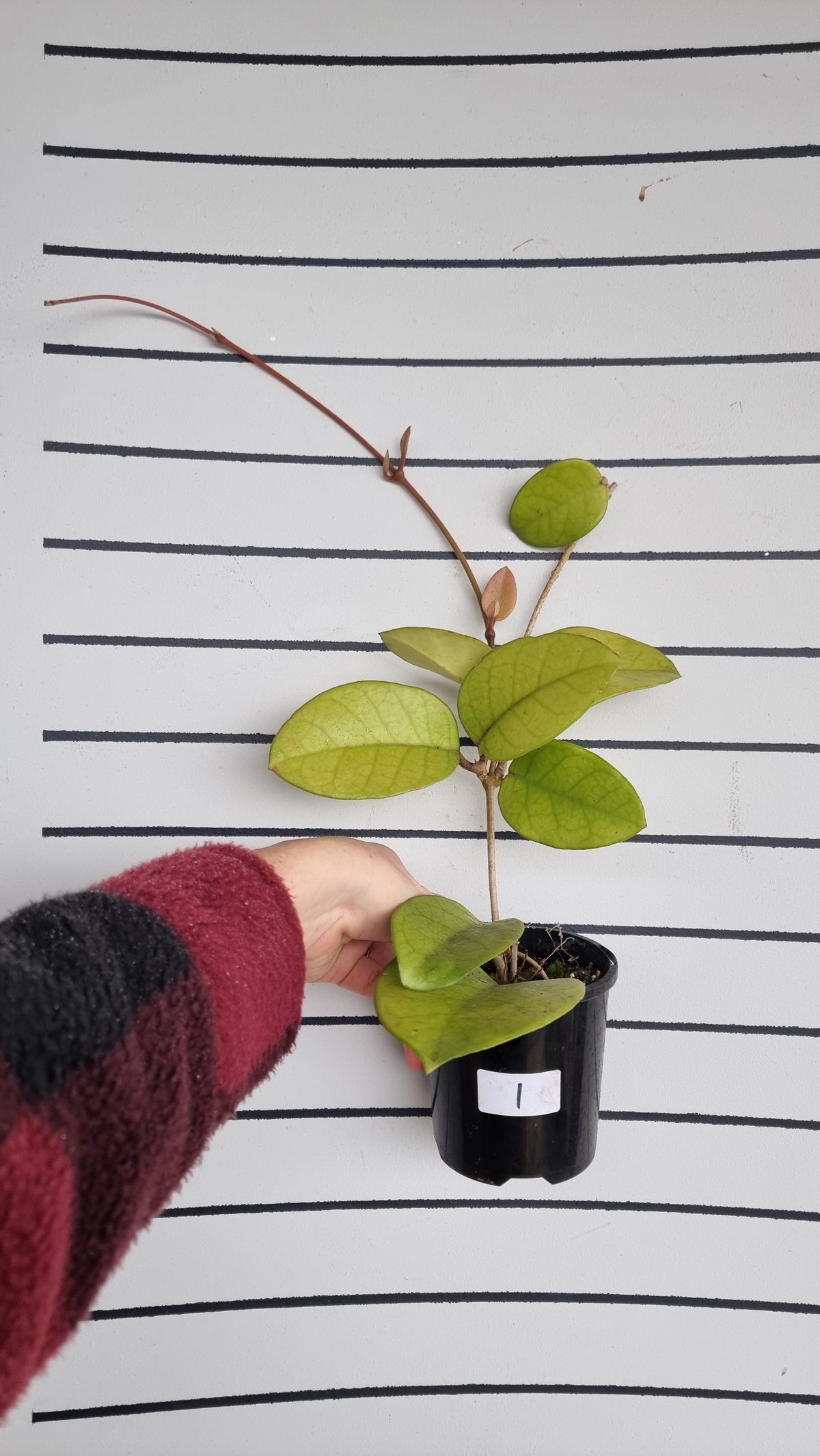 Hoya fungii - Wax Vine Plant