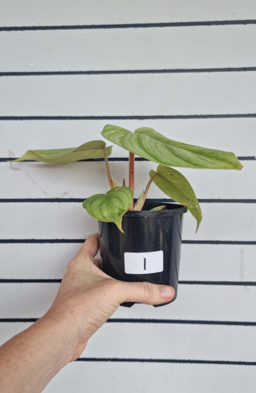 喜林芋 sp ‘pastazanum silver’