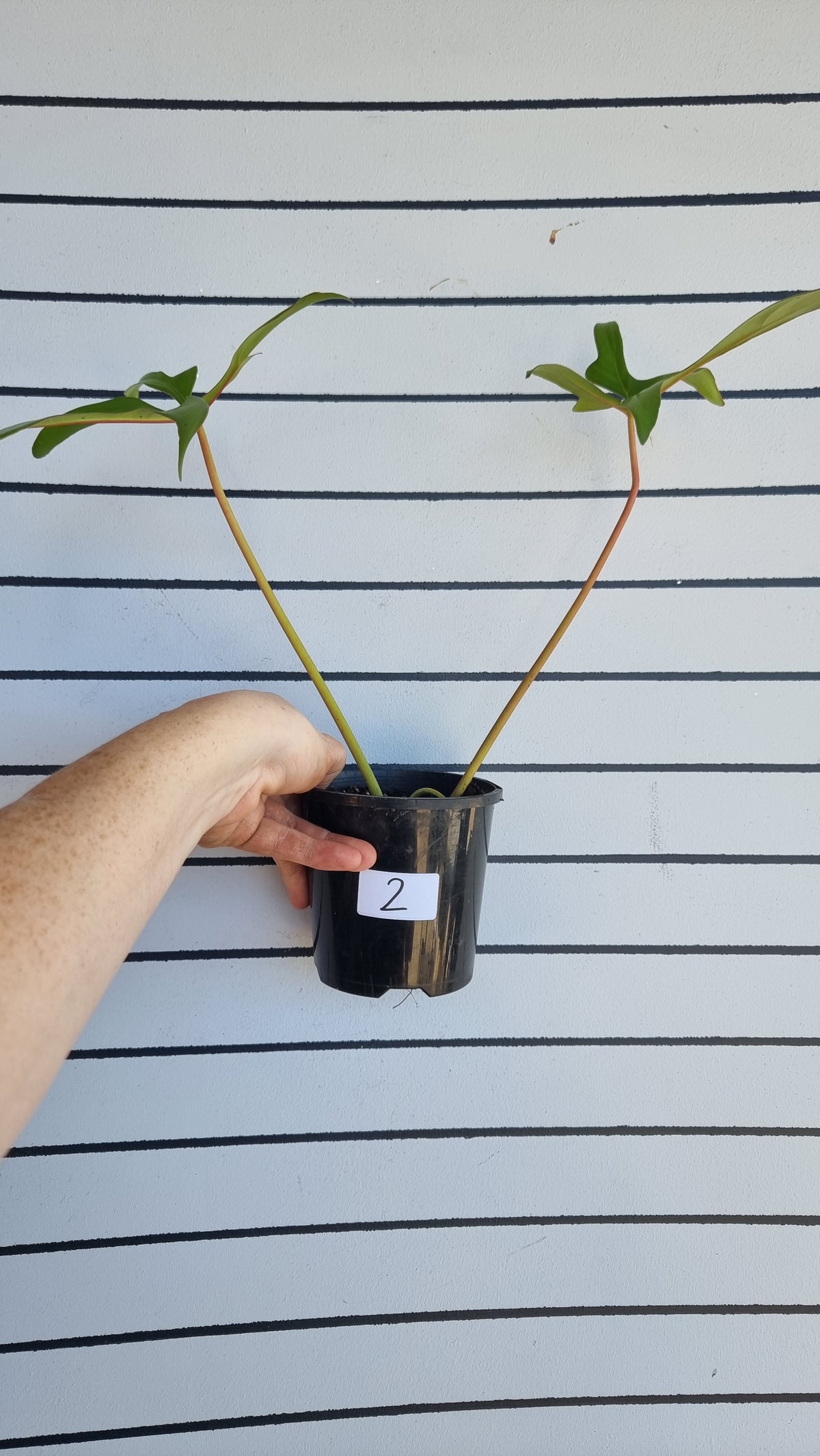 Philodendron pedatum 'Glad Hands'