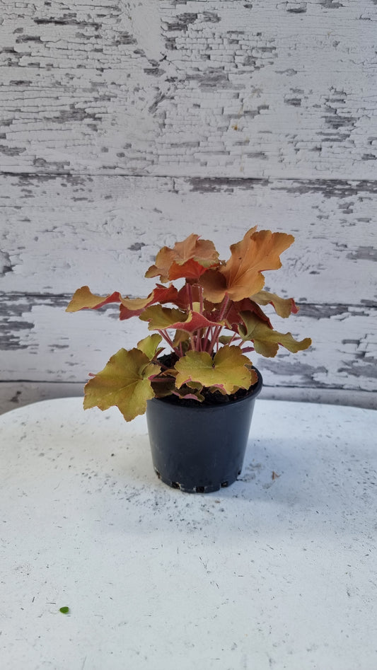 Heuchera 'Caramel' - Coral Bells