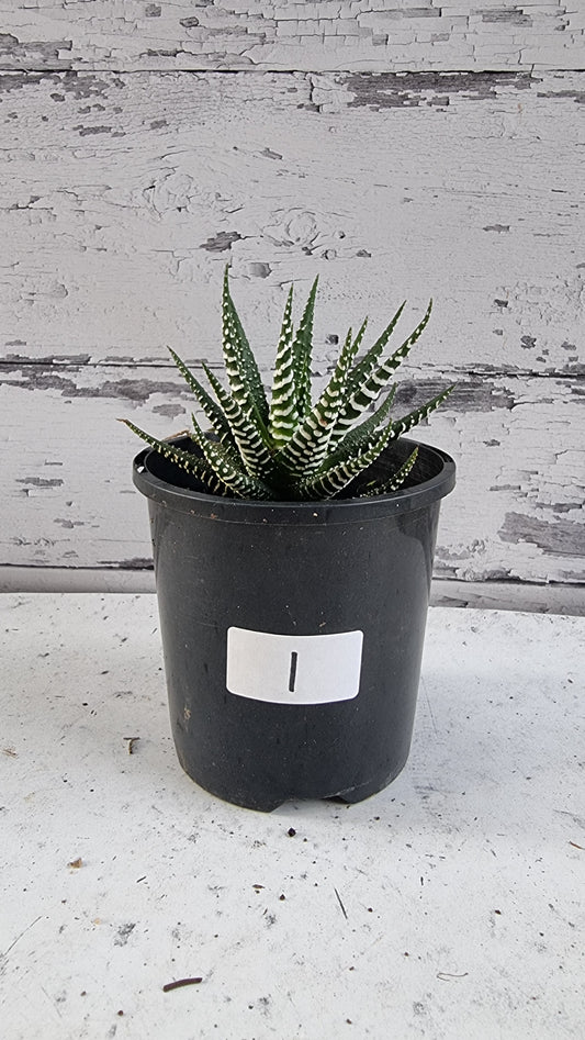 Haworthia fasciata 'Big Band' - Zebra Plant