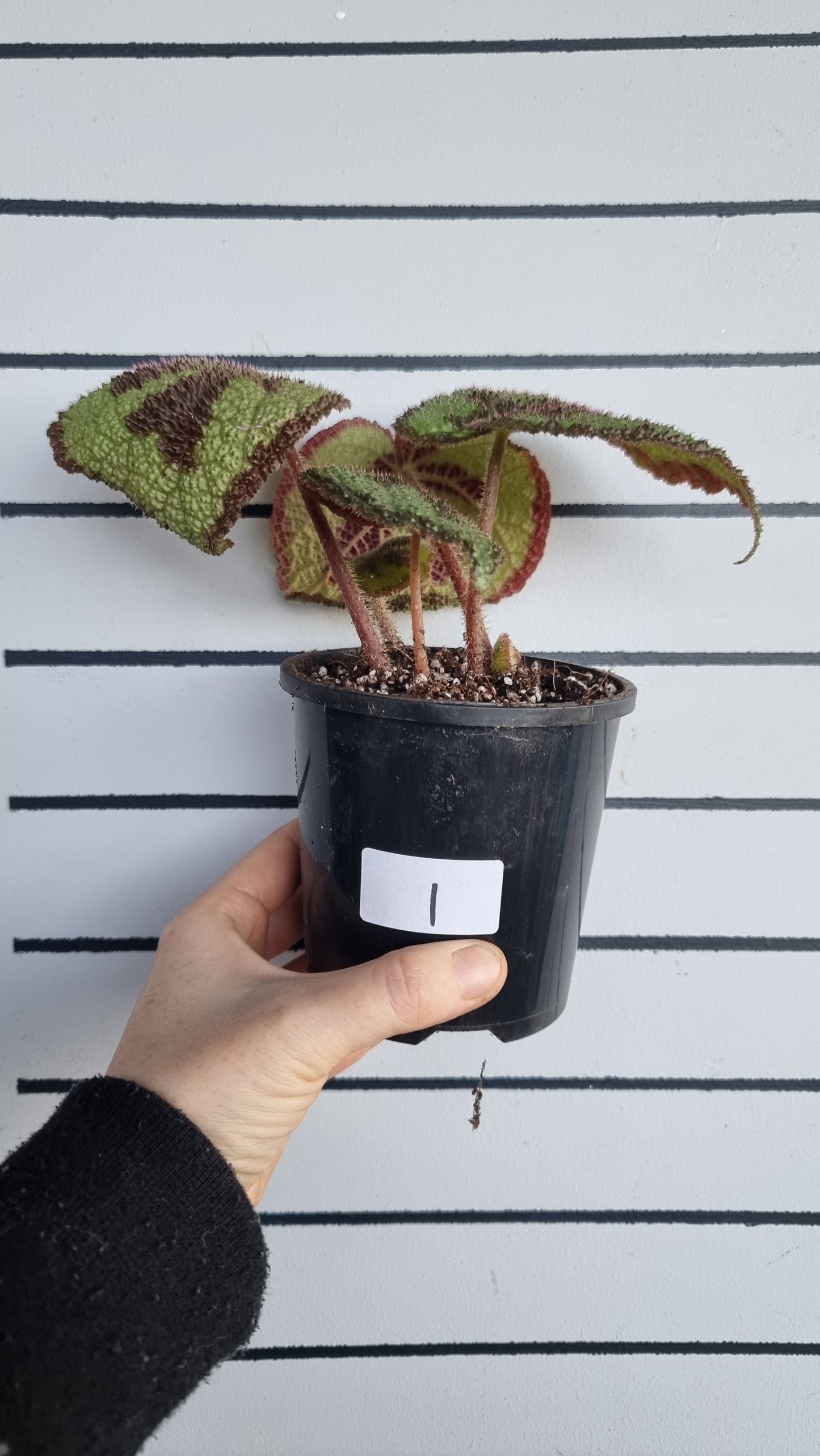 Begonia masoniana 'Rock'