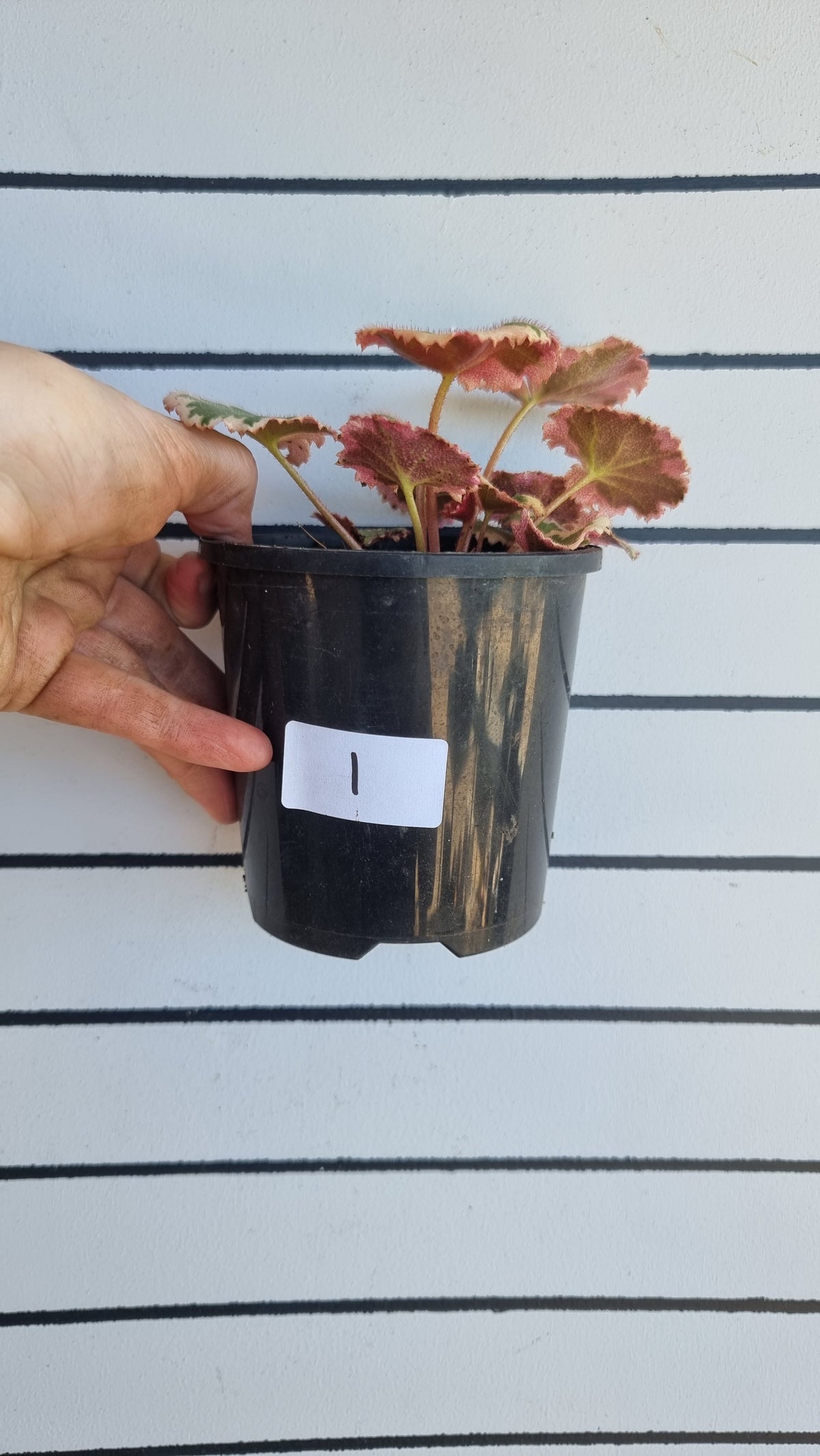 Saxifraga stolonifera variegata 'Tricolor' - Variegated Strawberry Begonia