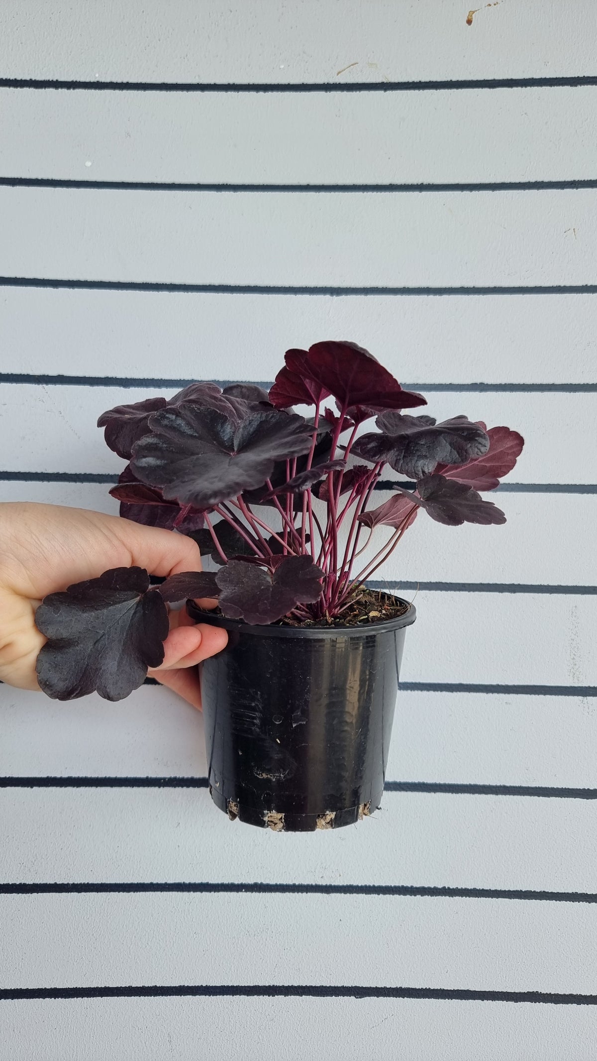 Heuchera 'Obsidian'