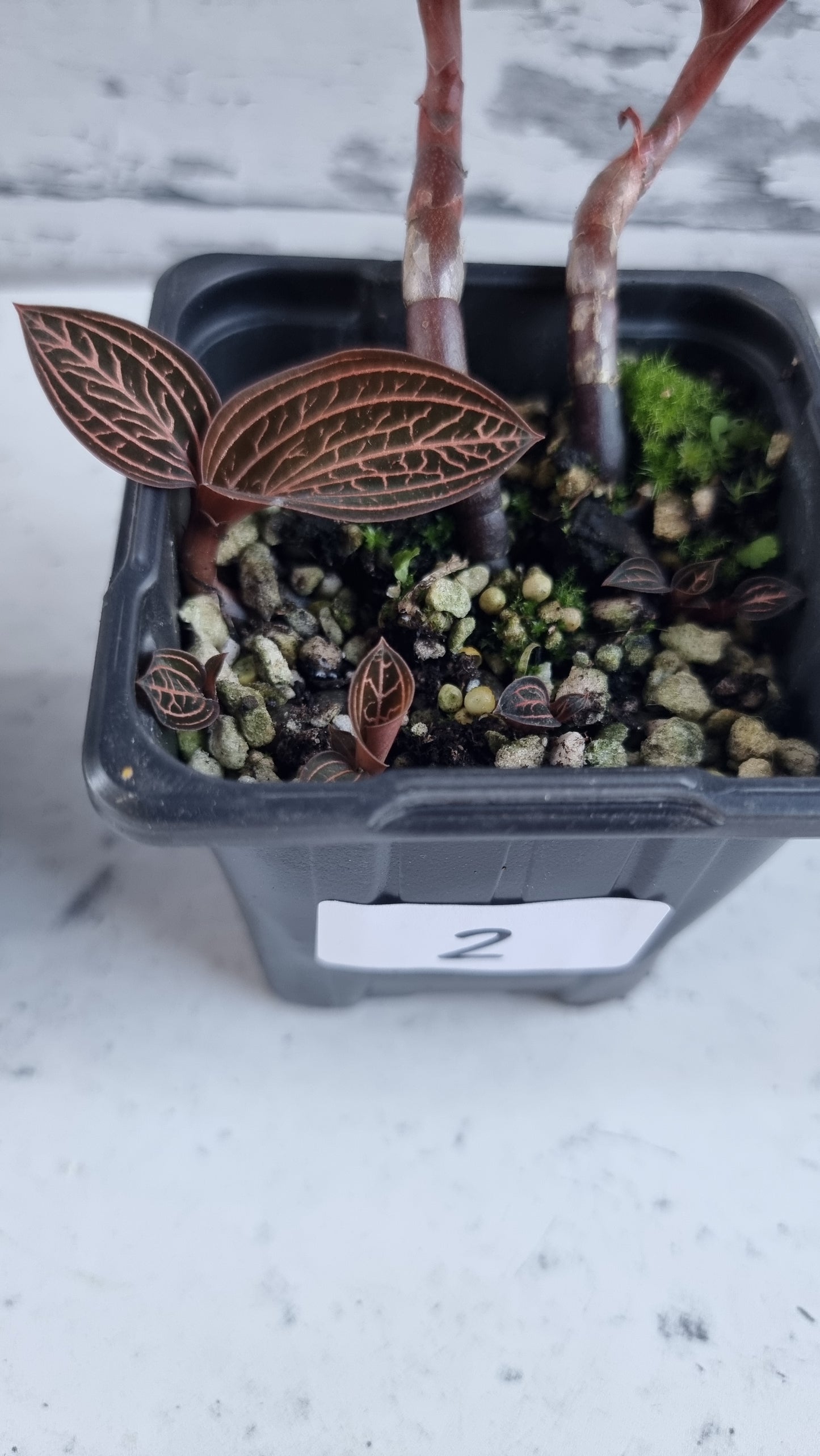 Ludisia 为《蜘蛛侠》变色