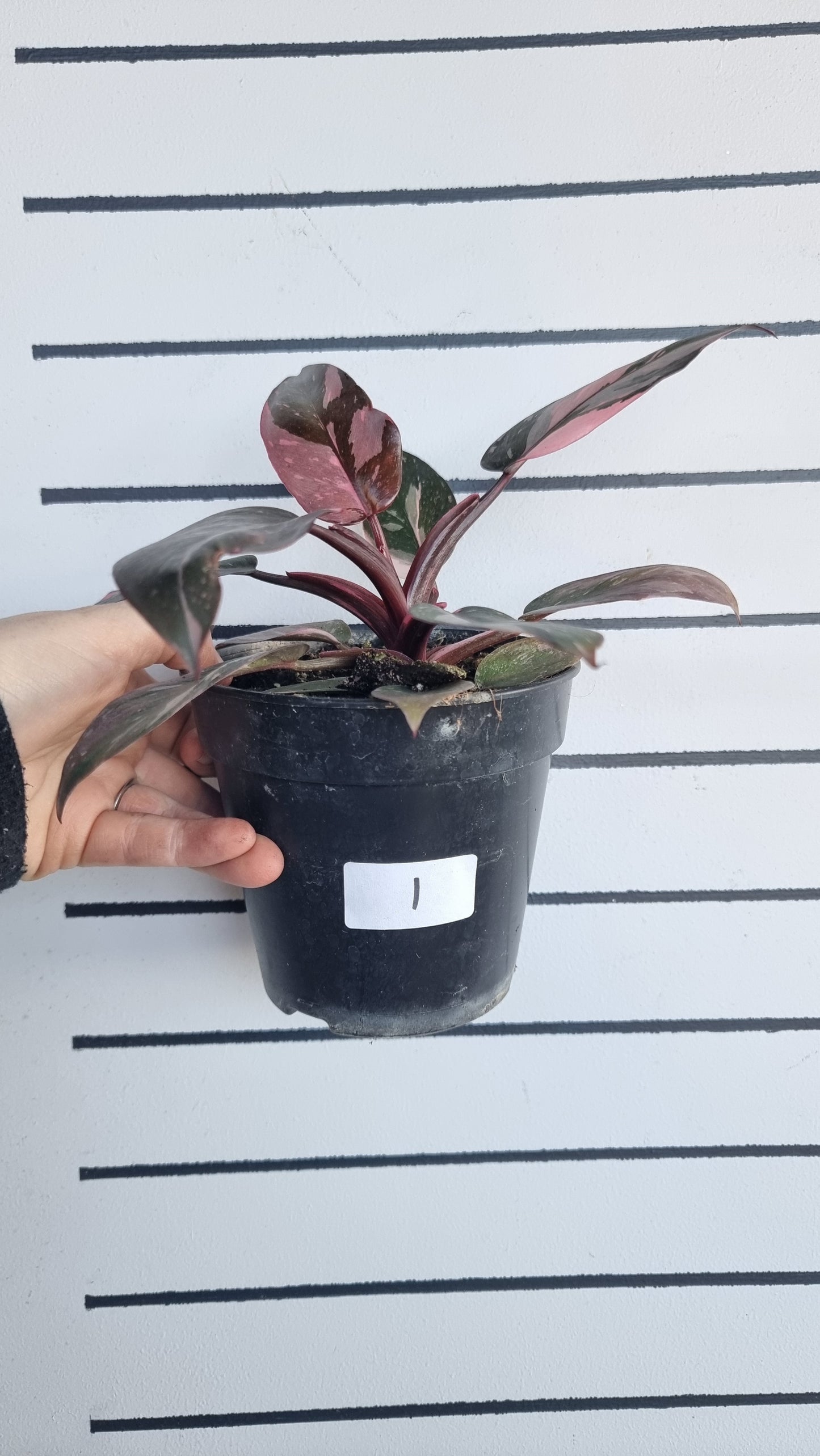Philodendron erubescens 'Pink Galaxy'