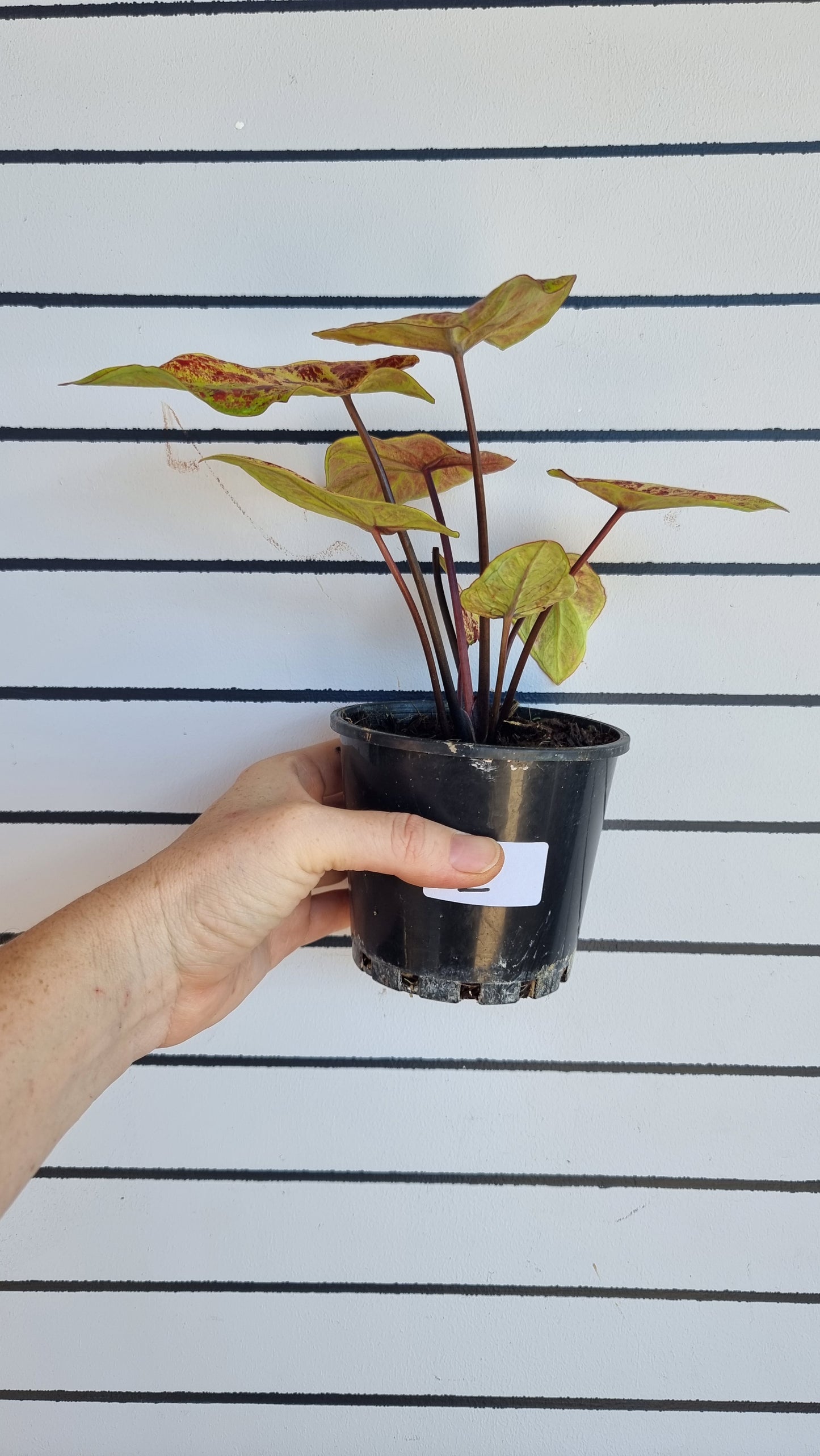 Caladium bicolour 'Amber Flame'