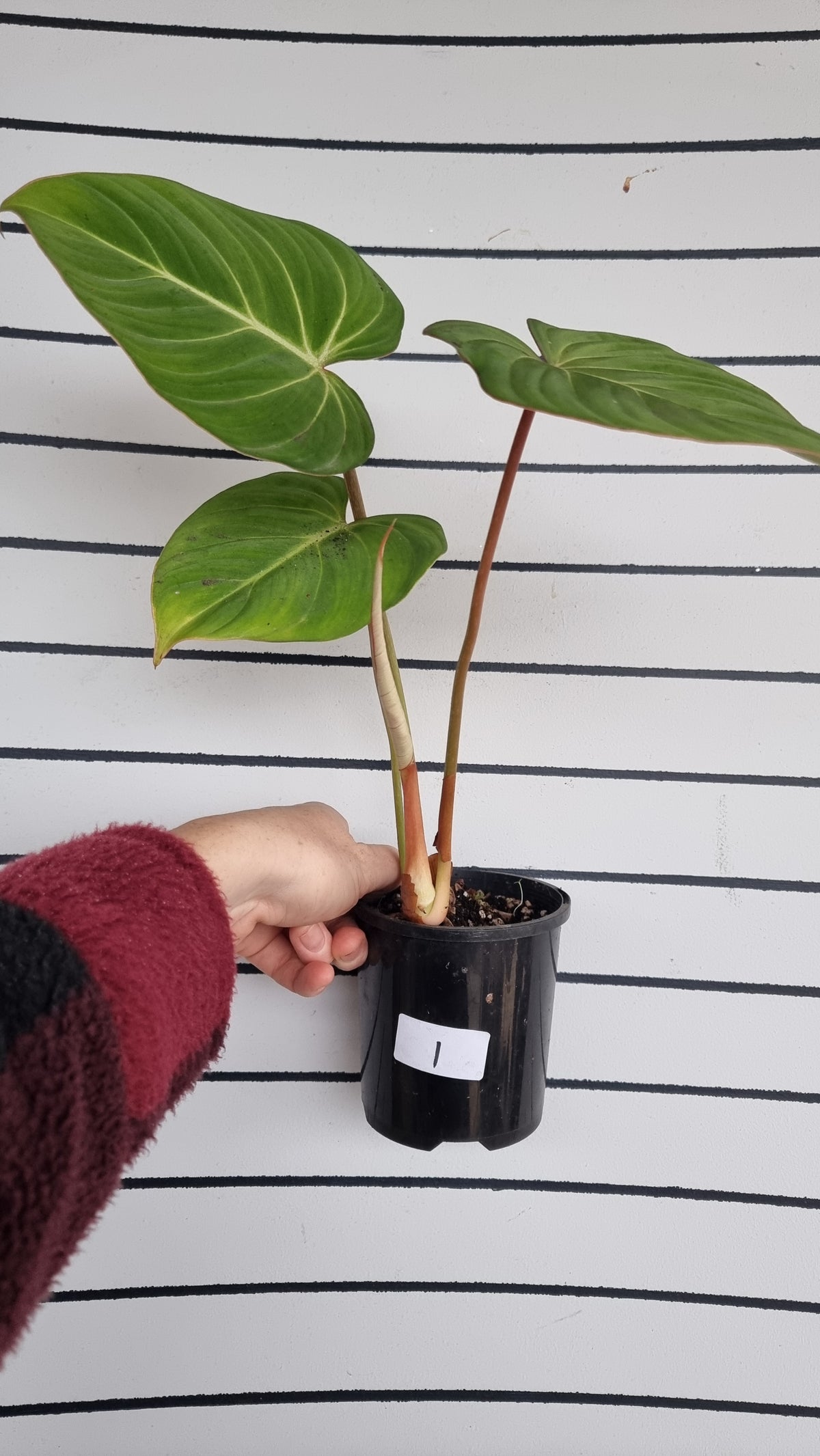 Philodendron gloriosum