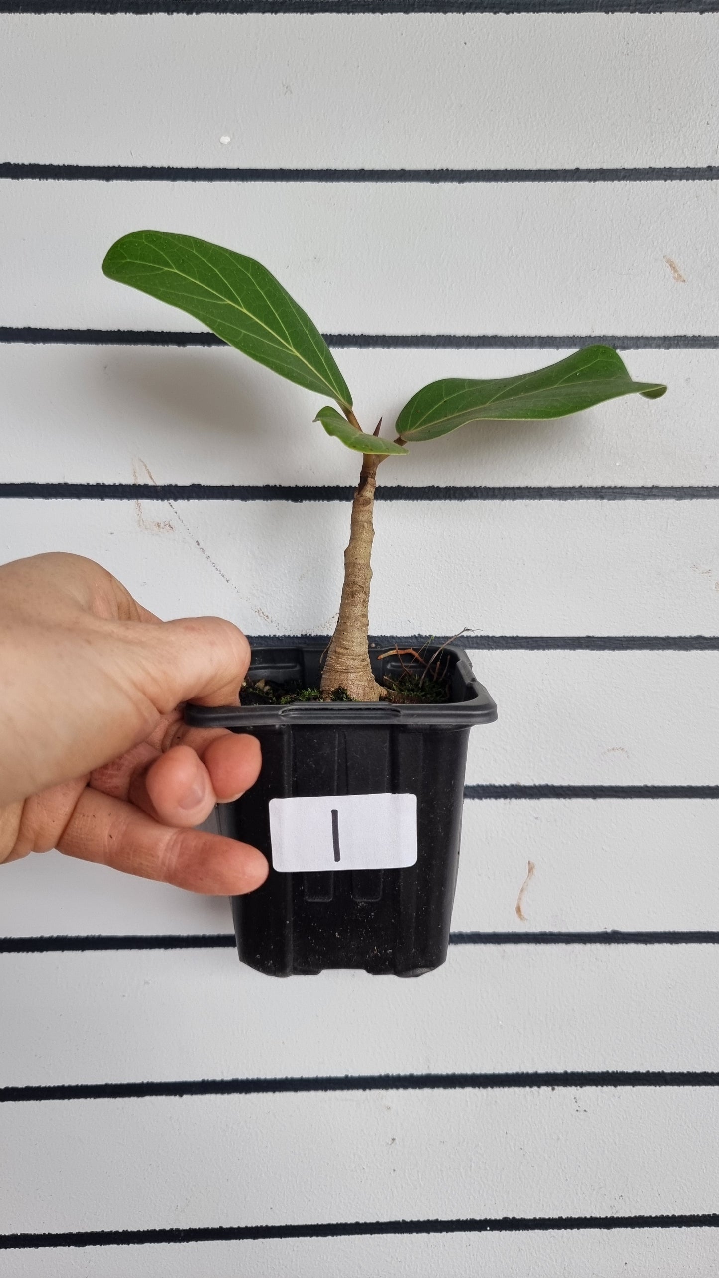 Ficus benghalensis ‘Audrey’ - Strangler Fig