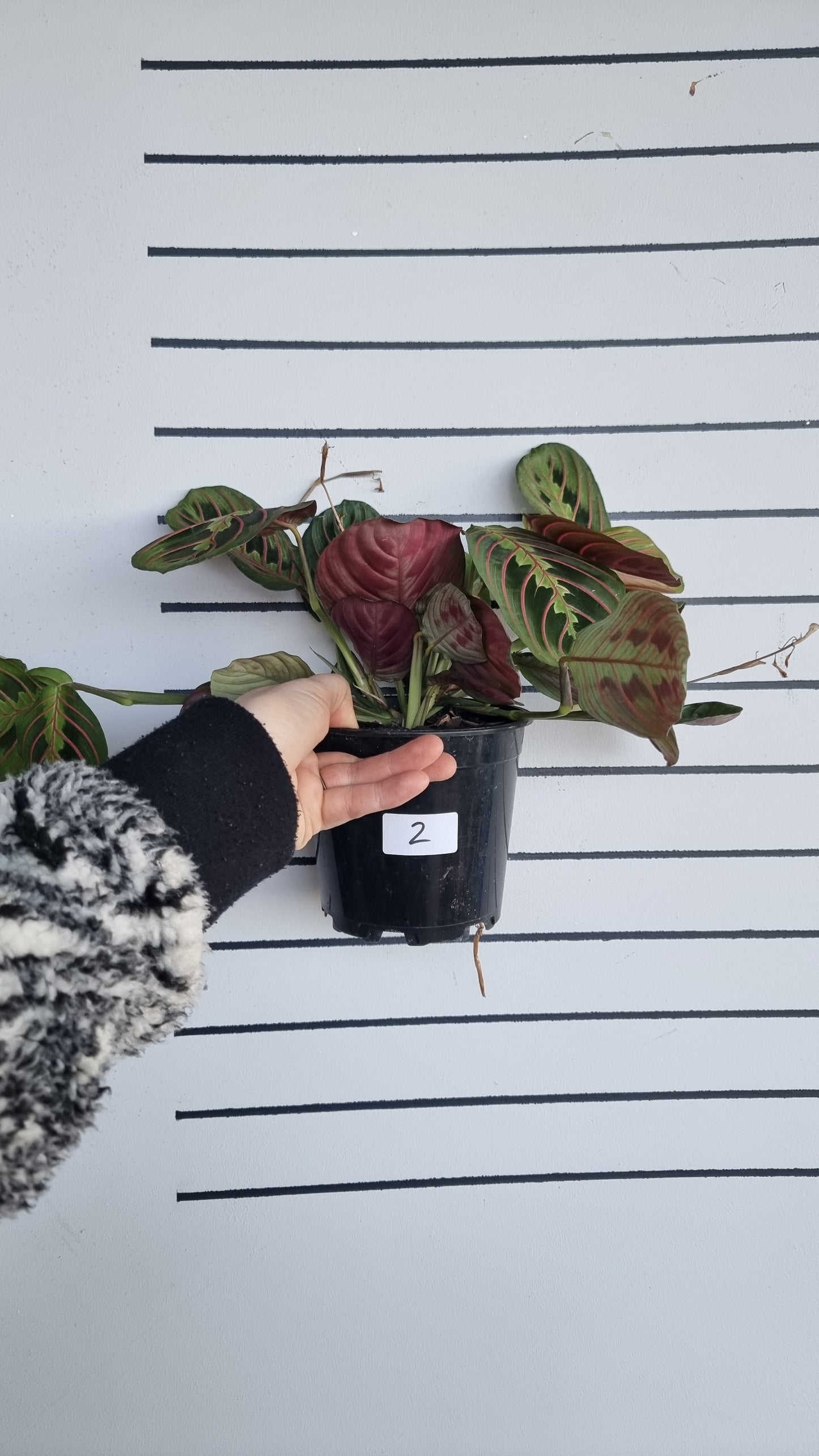 Maranta leuconeura var. erythroneura - Red Vein Prayer Plant