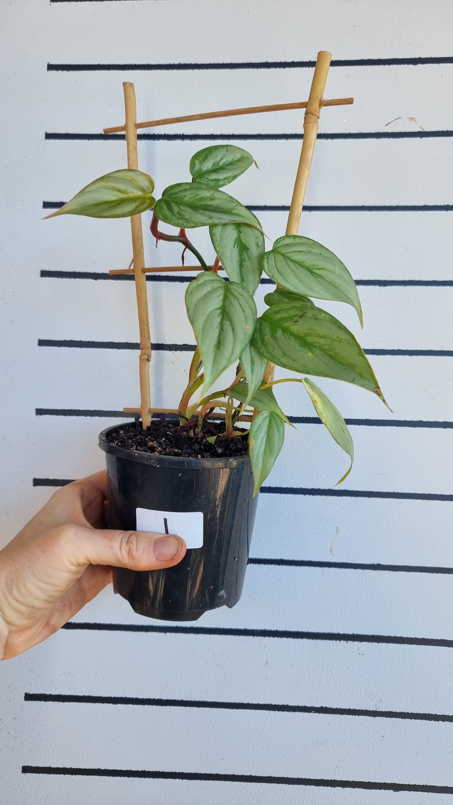 Philodendron sodiroi TC (syn P. sodirini)