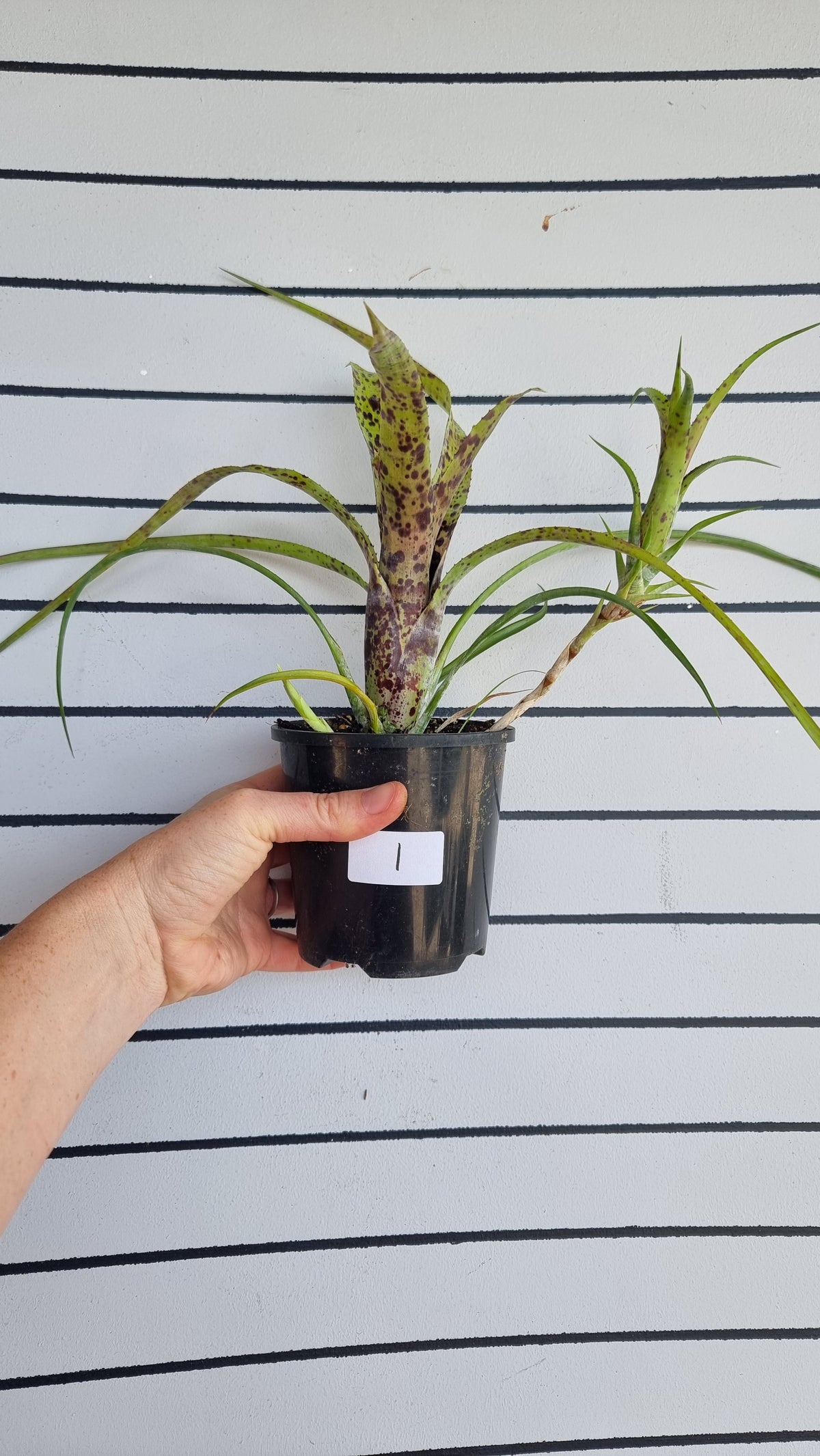 Neoregelia pauciflora 'Tiny Tot' - Bromeliad