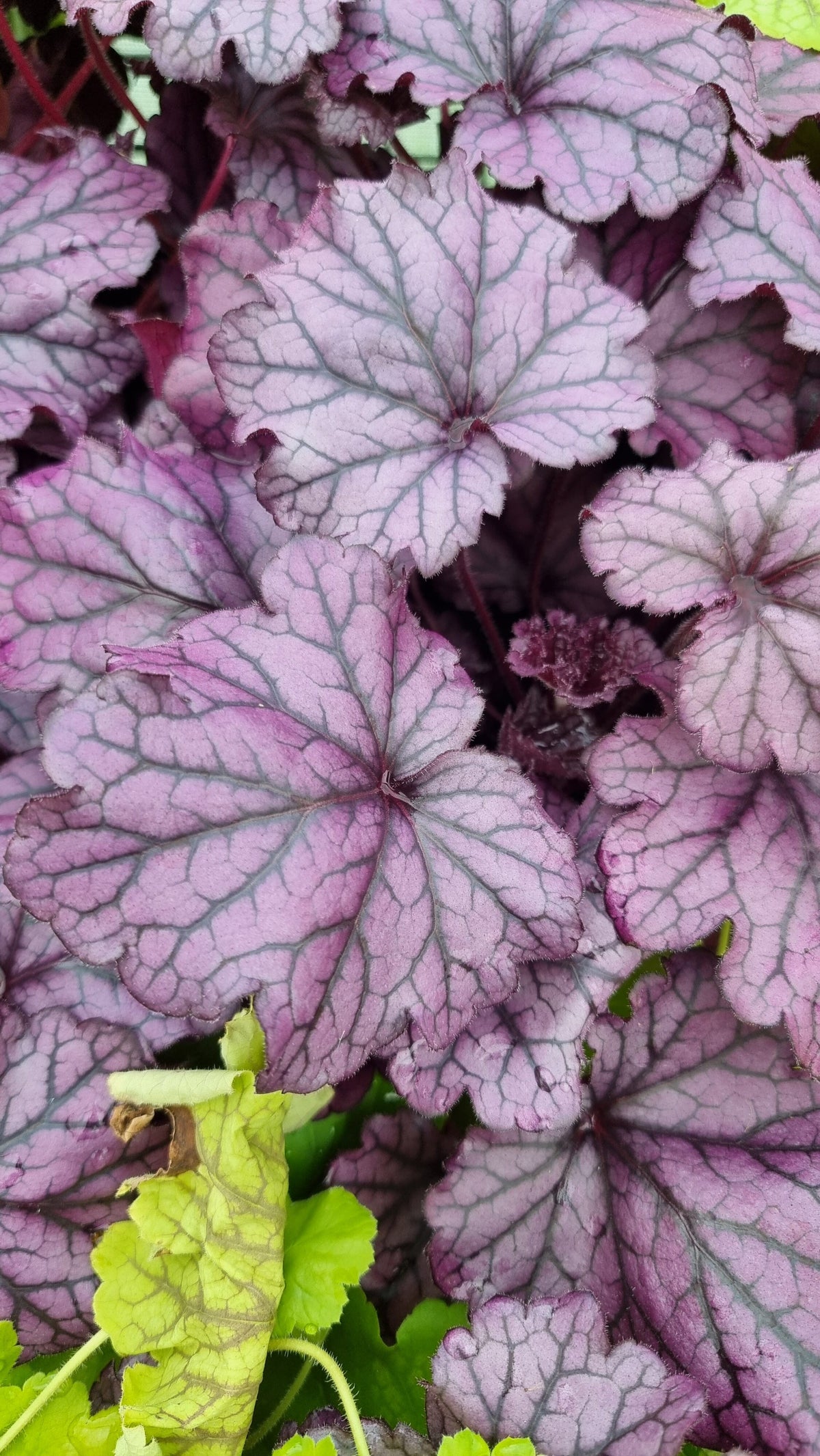 Heuchera 'Forever Purple' Landscaping & Garden Plants Root'd Plants