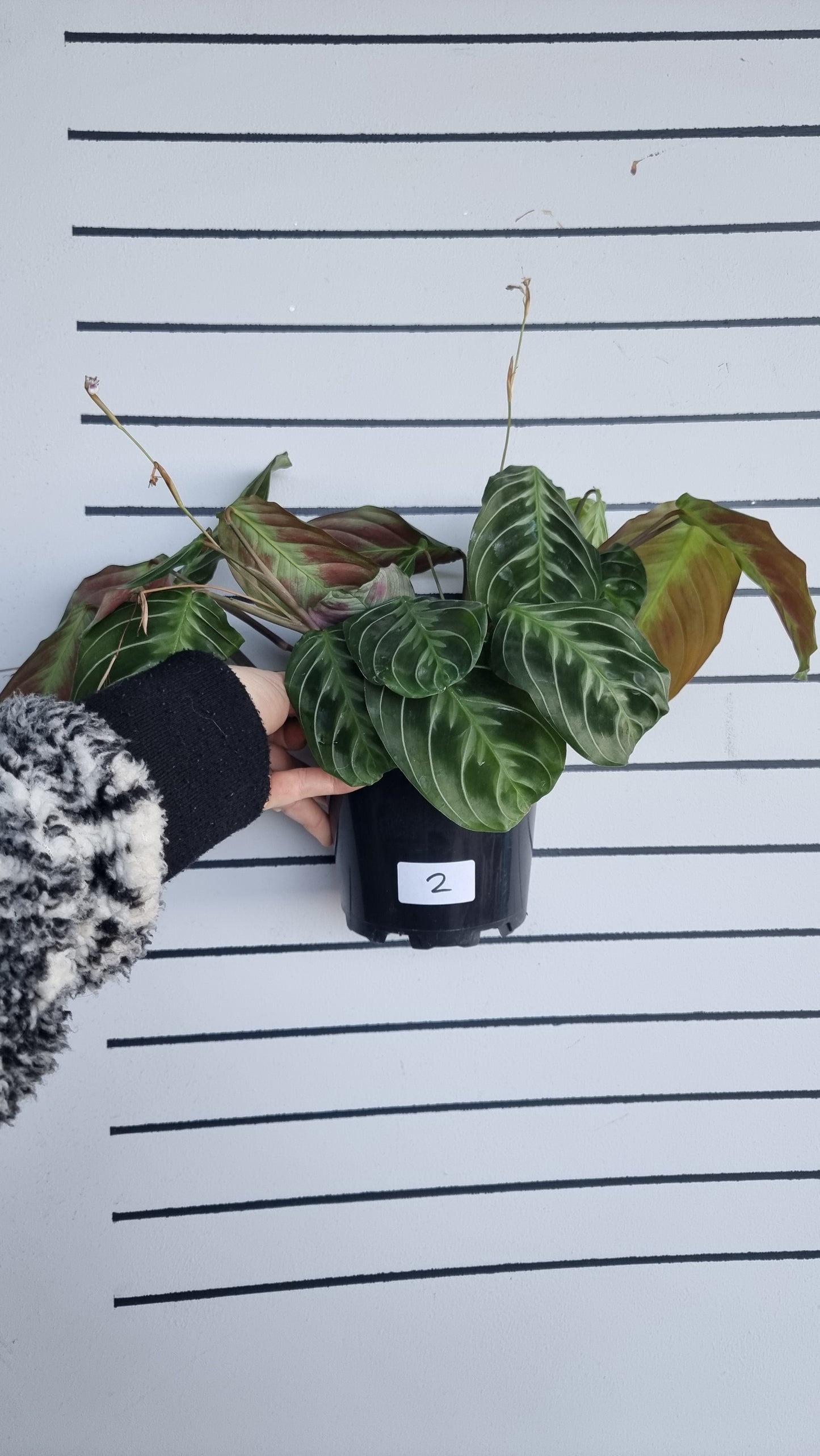 Maranta NoID 'Cat Moustache'