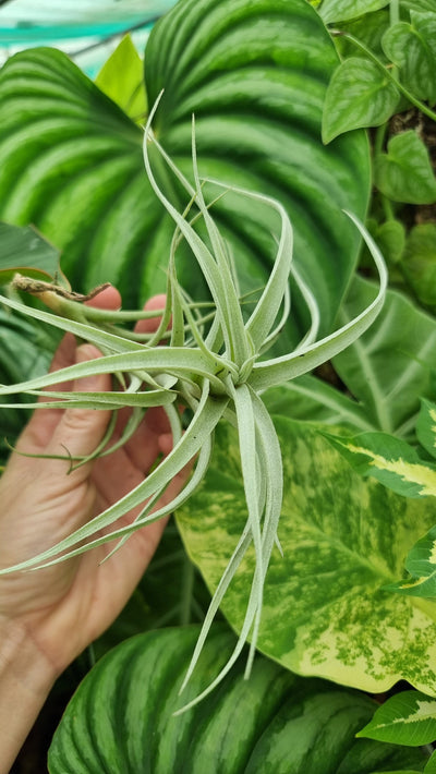 Tillandsia albida - Air Plant Root'd Plants 
