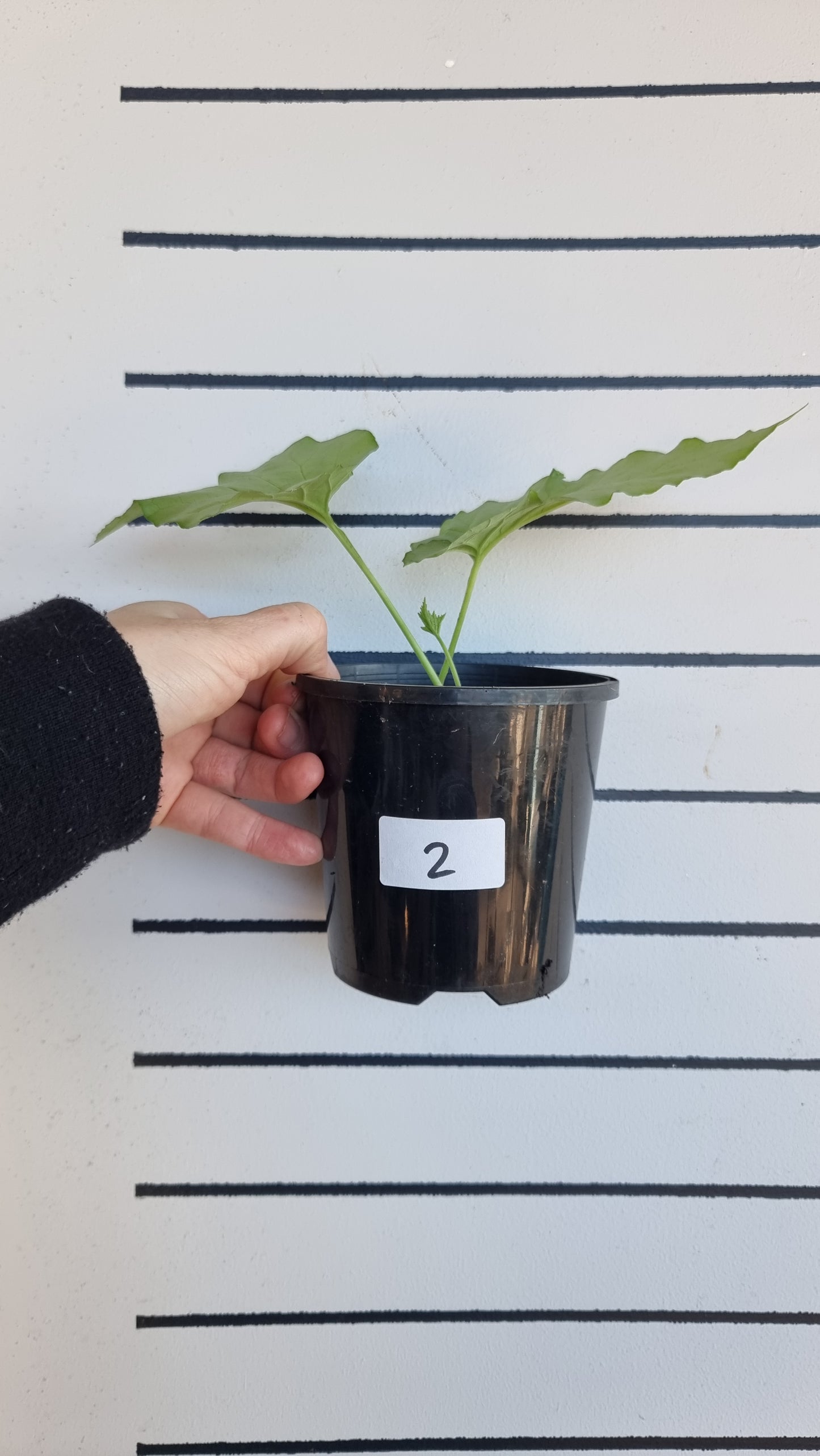 Dorstenia contrajerva