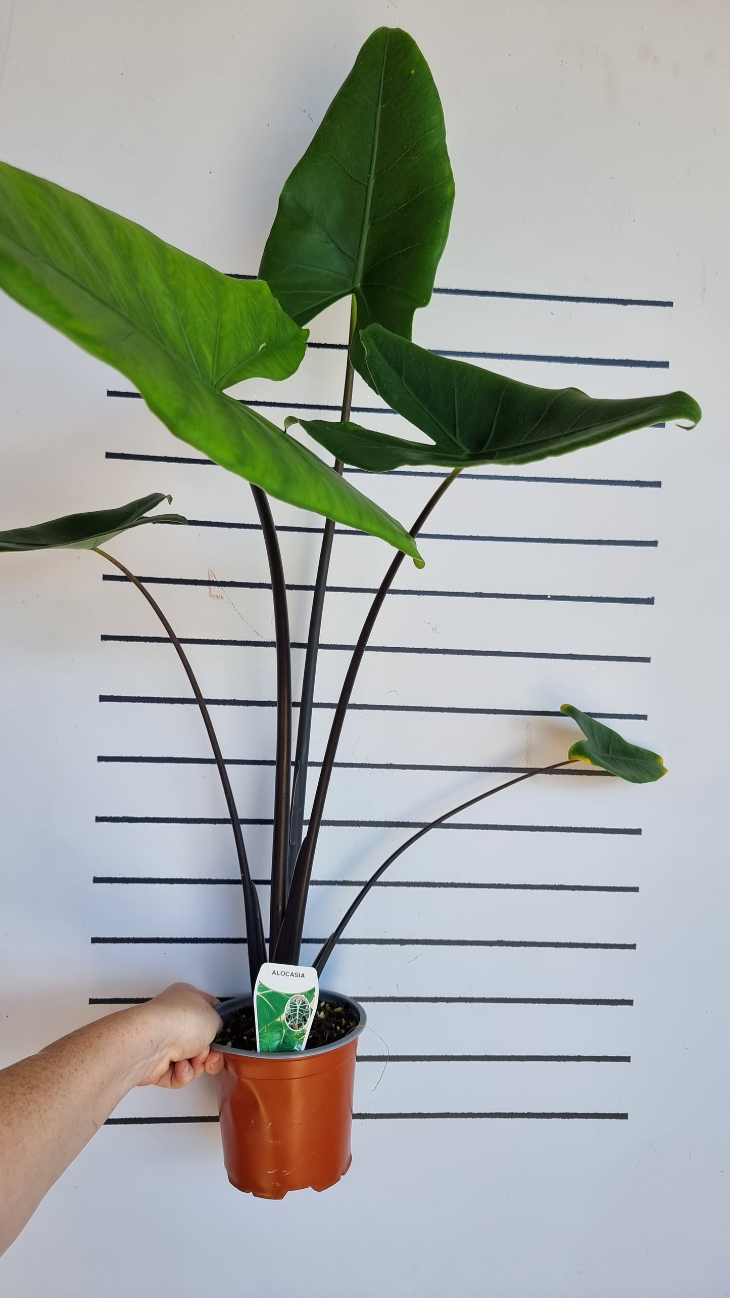 Alocasia zebrina 'Black Stem'