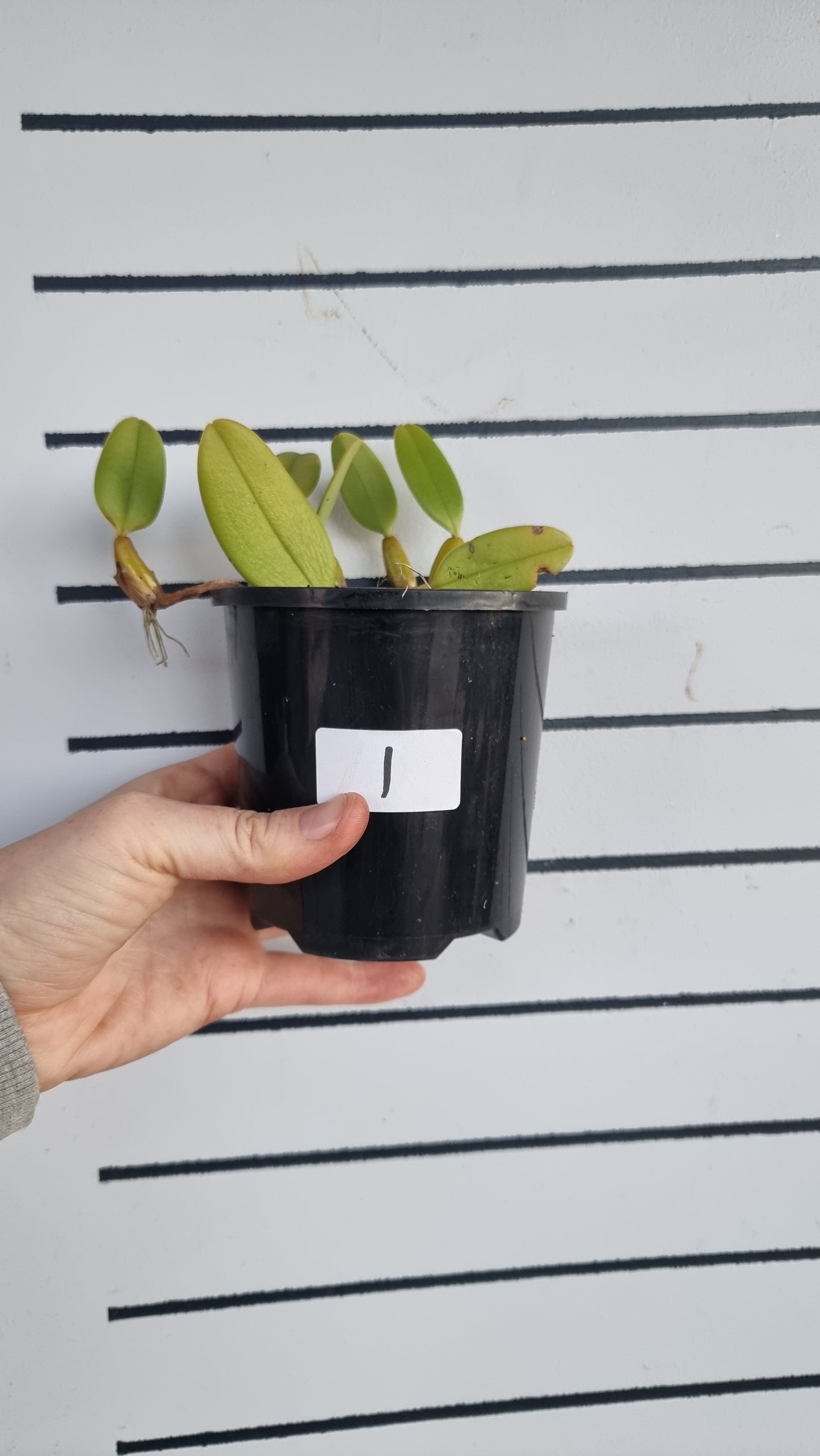 Bulbophyllum x 'Sheryl Kurizaki' - Orchid Plant