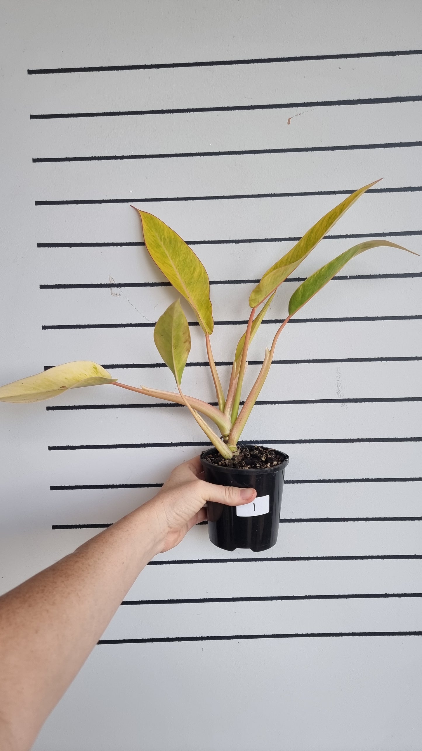 Philodendron 'Calkins Gold'