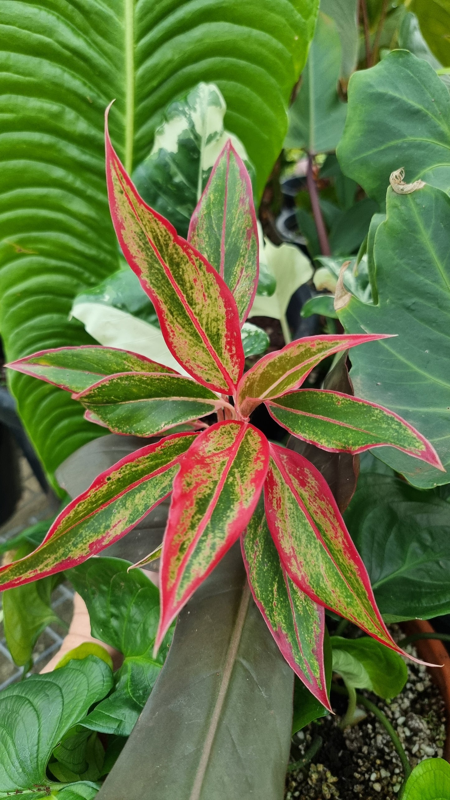 Aglaonema commutatum ‘Siam Aurora’ - Chinese Evergreen