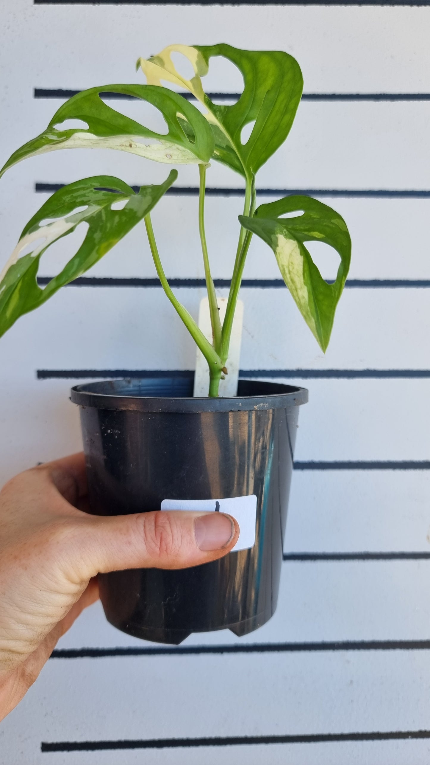 Monstera adansonii variegata - Variegated Swiss Cheese Plant