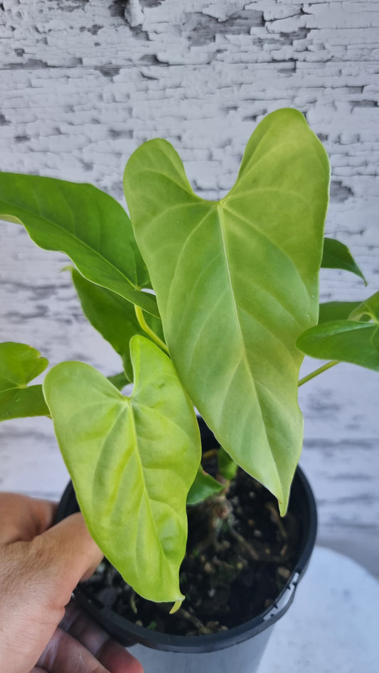 Anthurium balaoanum (dussii)