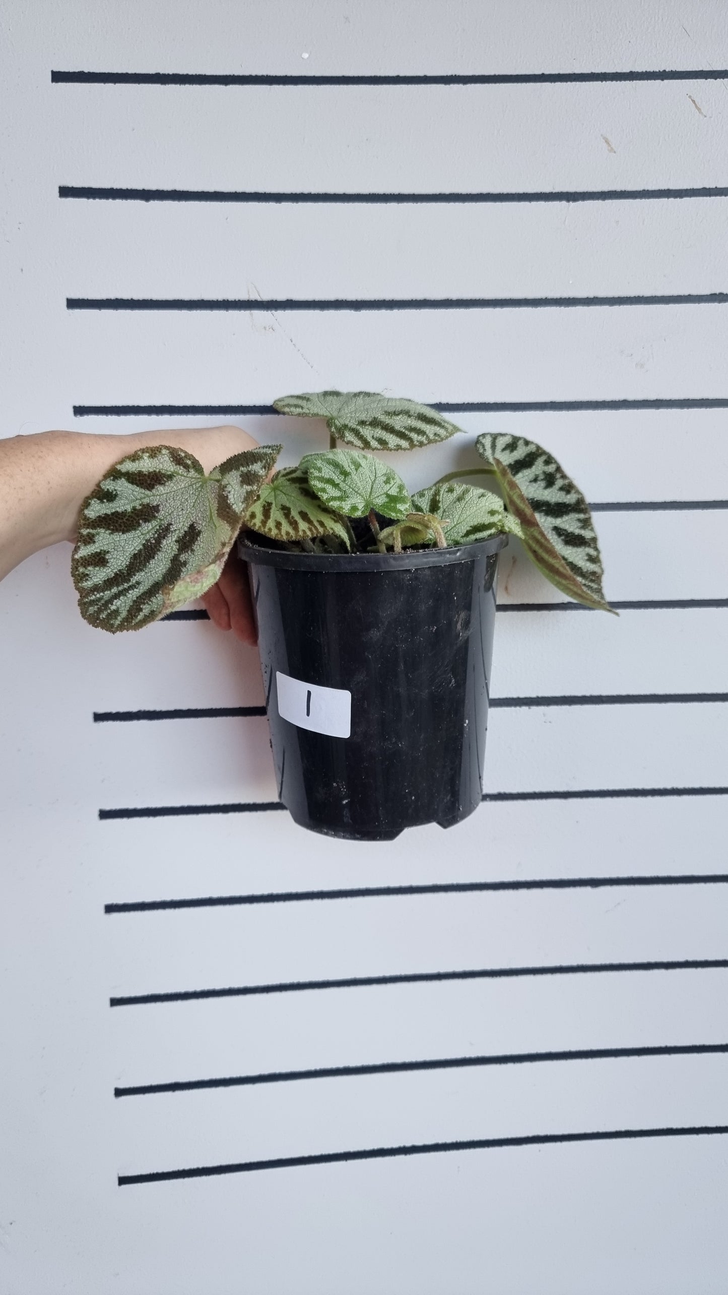Begonia x ‘Silver Jewel'