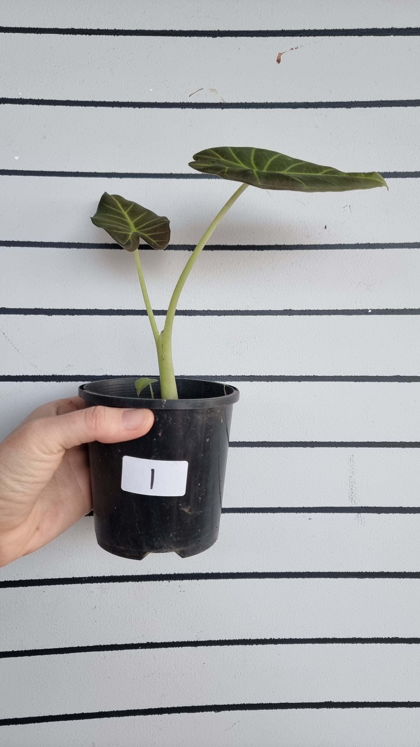 Alocasia 'Regal Shield' - Elephant Ear