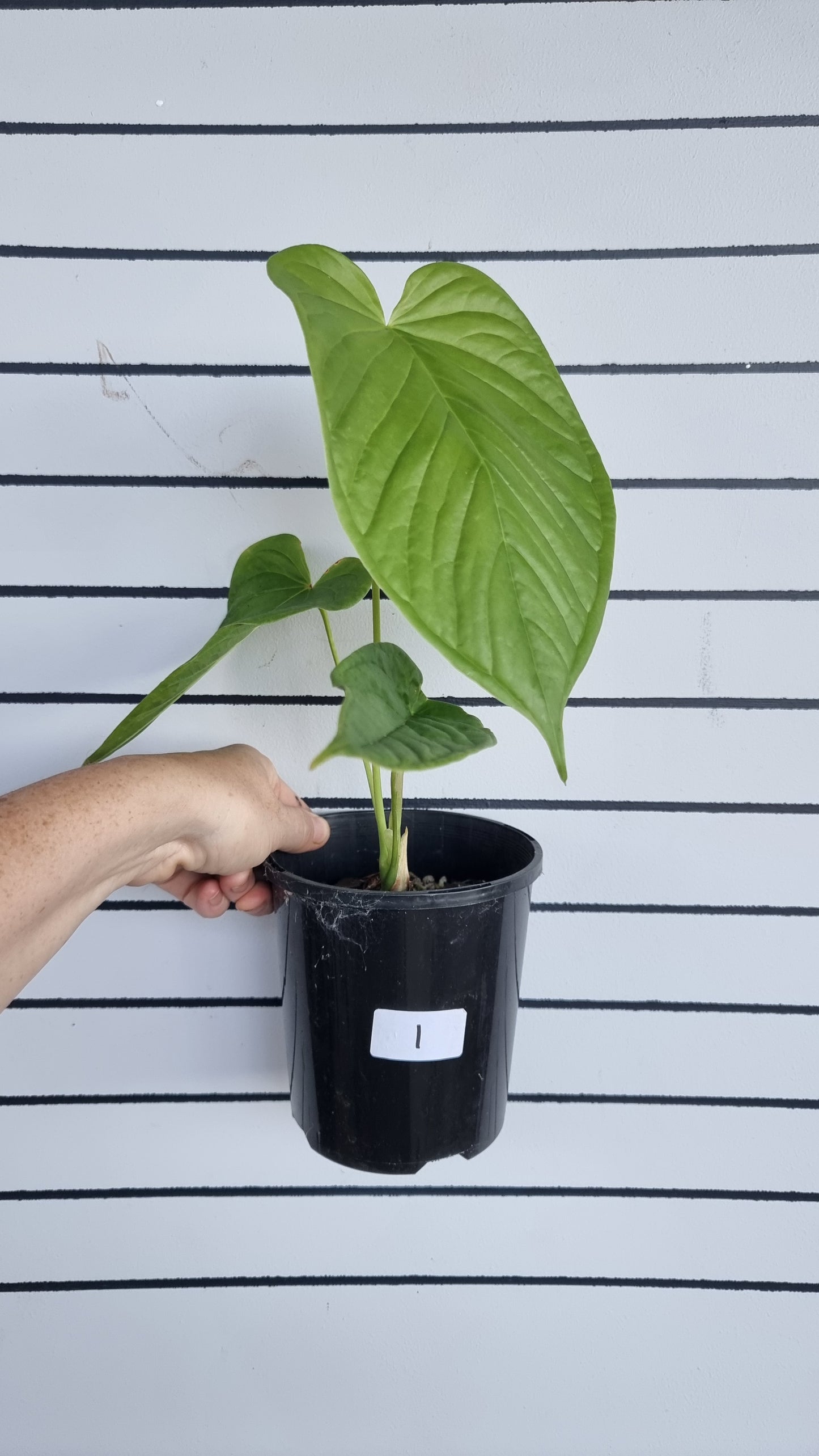 Anthurium cuspidatum - Oblong Berry Tree