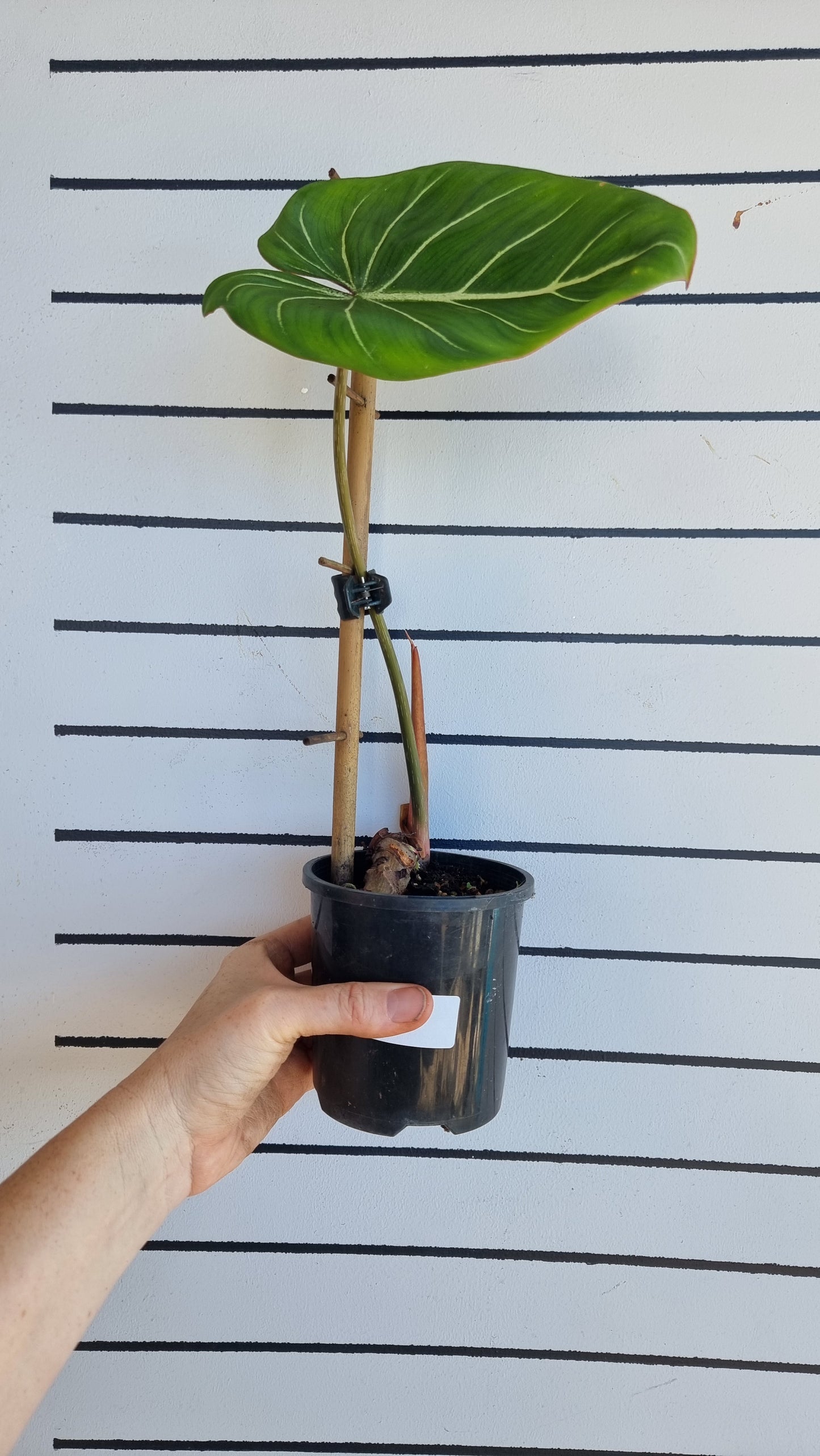 Philodendron gloriosum(深色/白色靜脈)