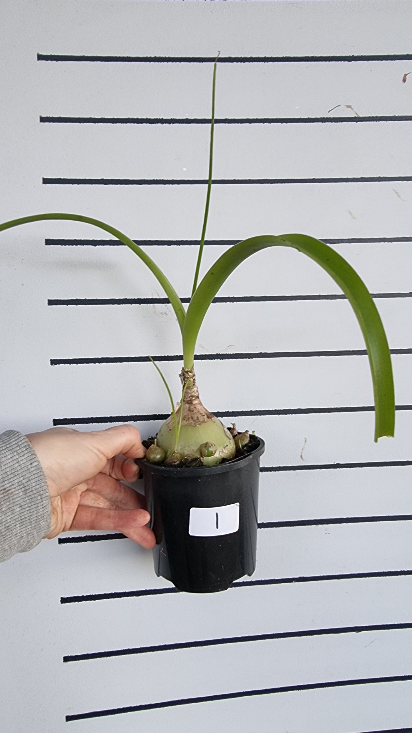 Albuca bracteata (syn. Ornithogalum longebracteatum) - Pregnant Onion