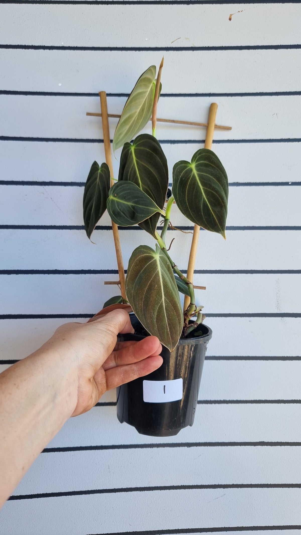 Philodendron melanochrysum