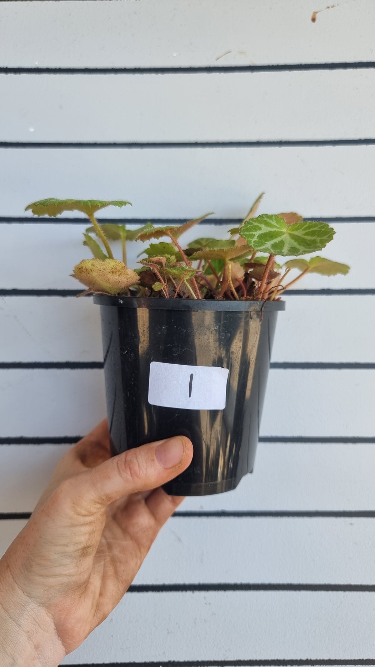 Saxifraga stolonifera - Green with White/Grey veining