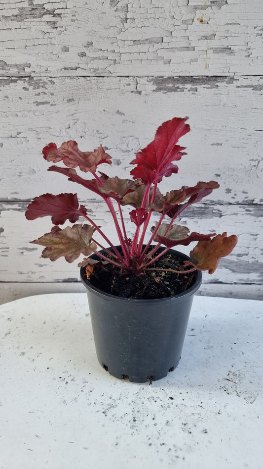 Heuchera 'Peach Flambe'