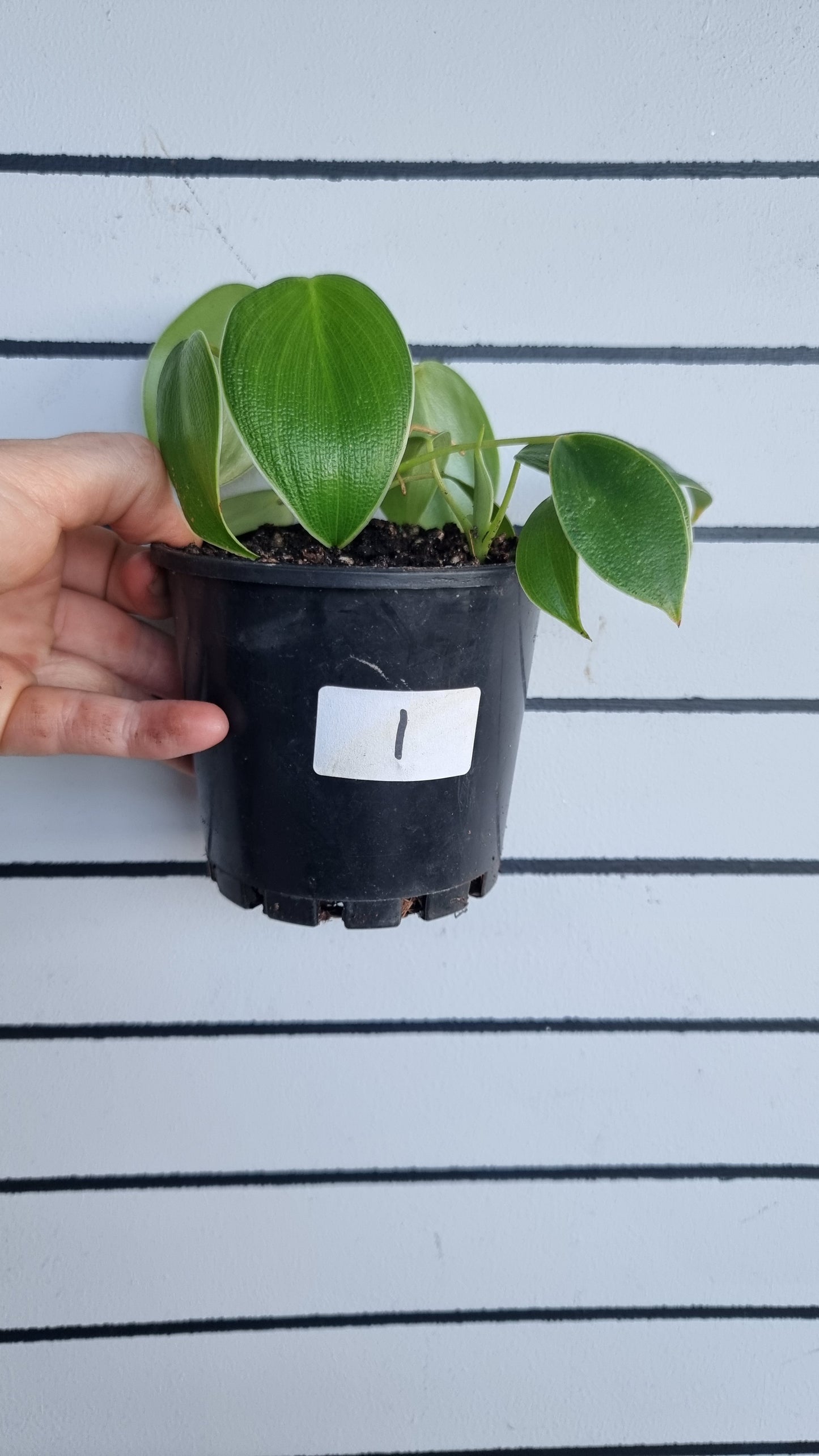 Philodendron rugosum - Pig Skin Plant