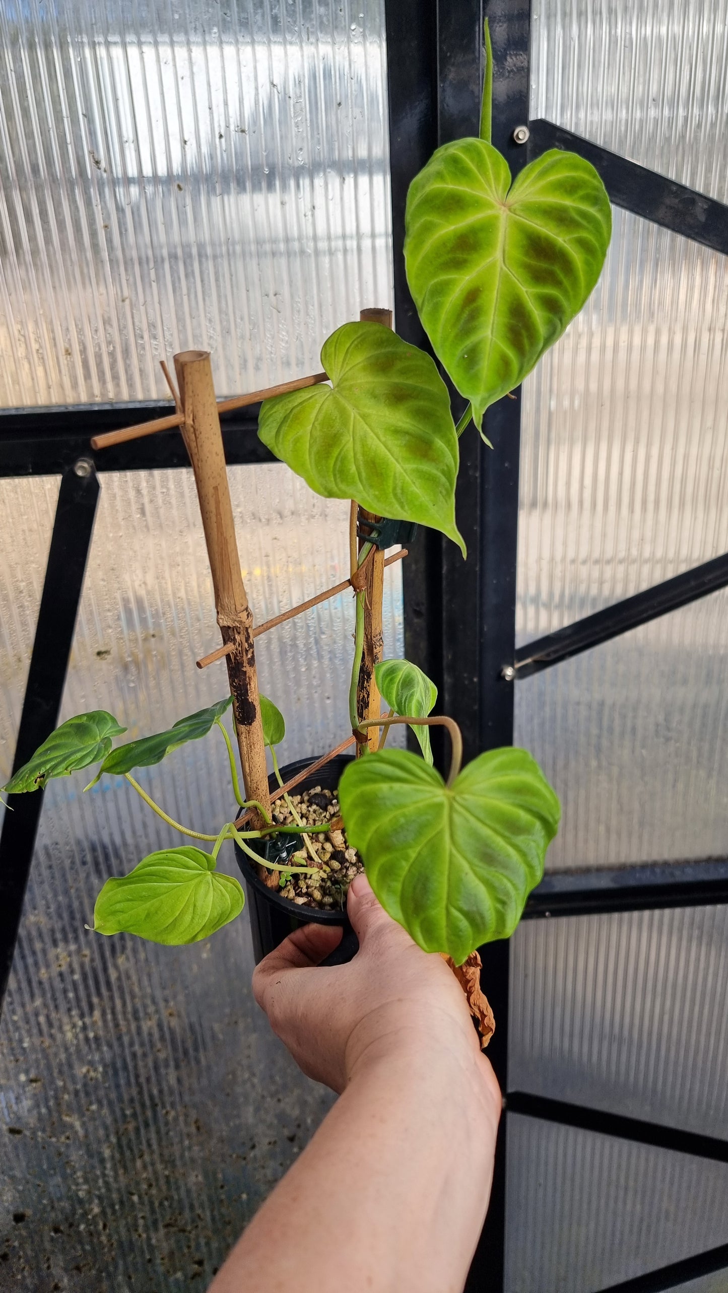 Philodendron verrucosum - 攀缘天南星