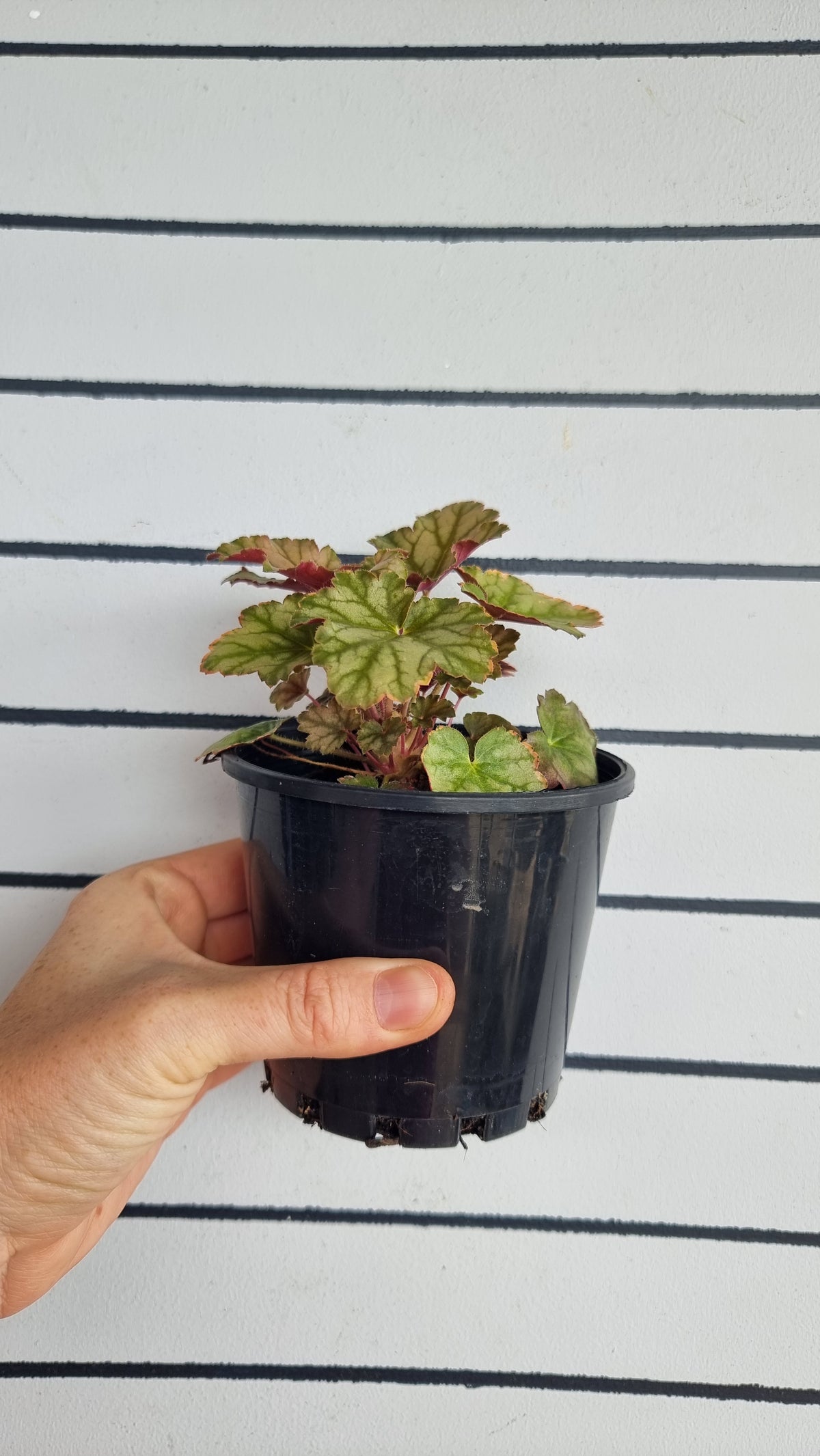 Heuchera 'Ginger Ale' - Coral Bells