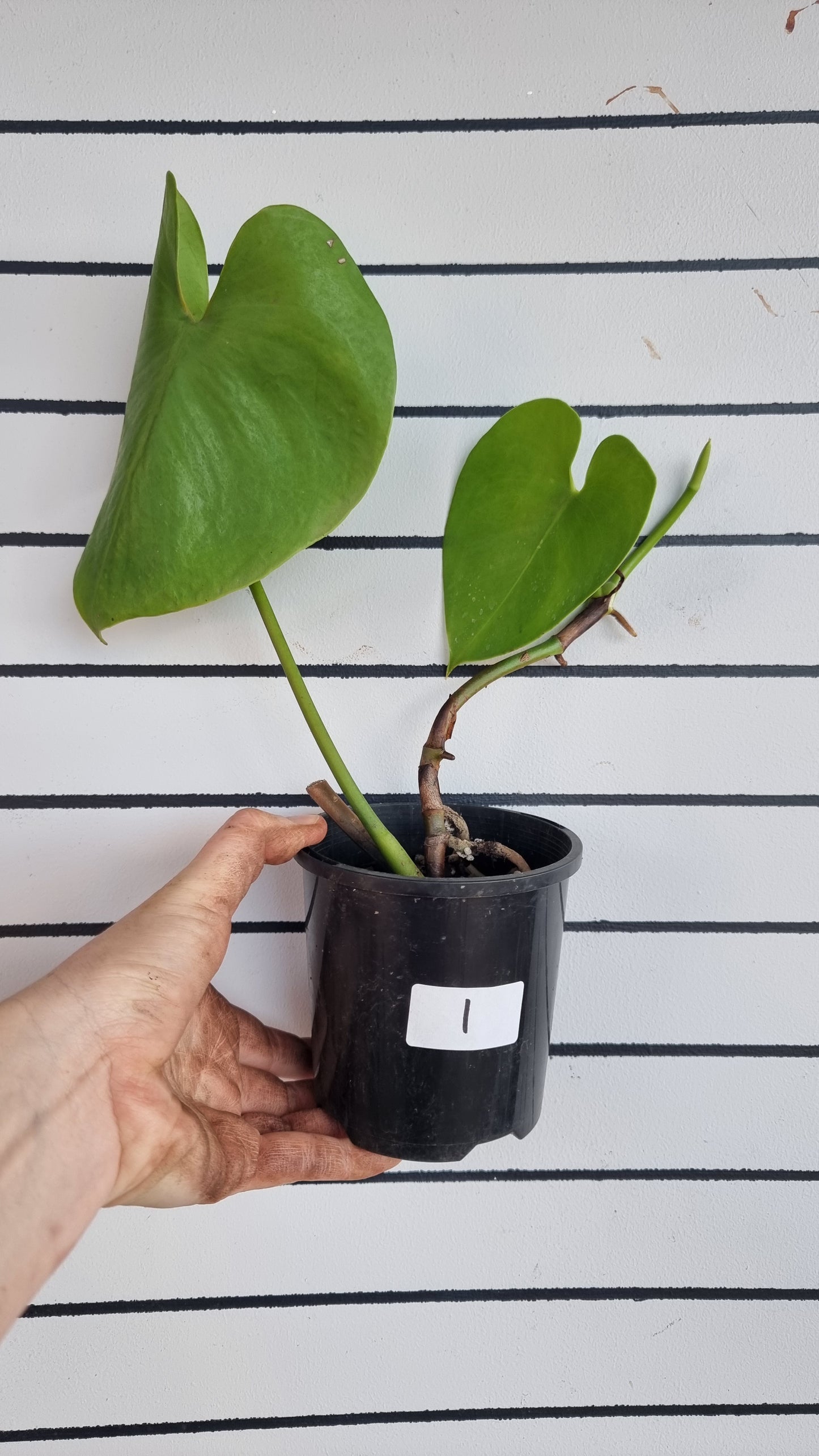 Amydrium humile - Heart Shaped Creeping Aroid