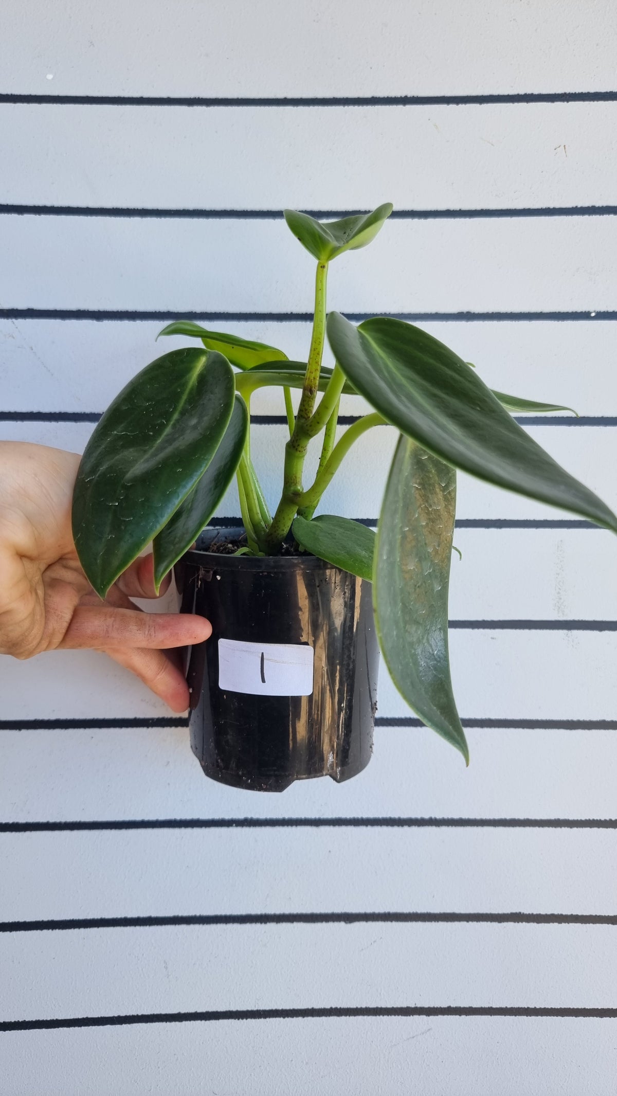 Peperomia maculosa 'Xiang Cao' - Radiator Plant