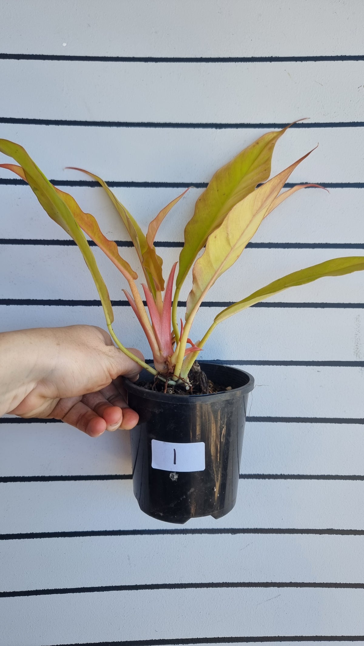 Philodendron 'Golden Ring of Fire'