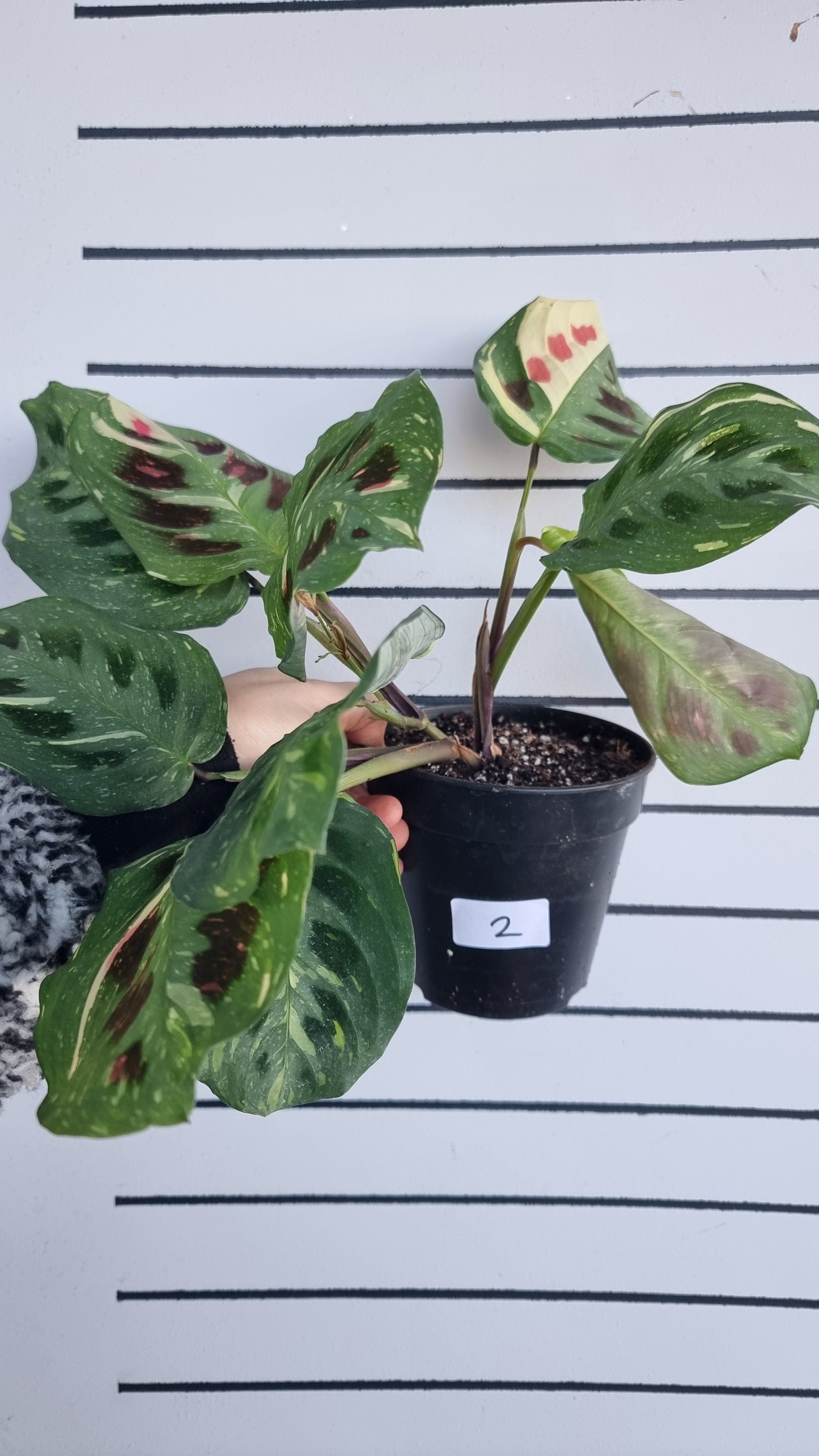 Maranta leuconeura “Kerchoveana” variegata - 杂色祈祷植物