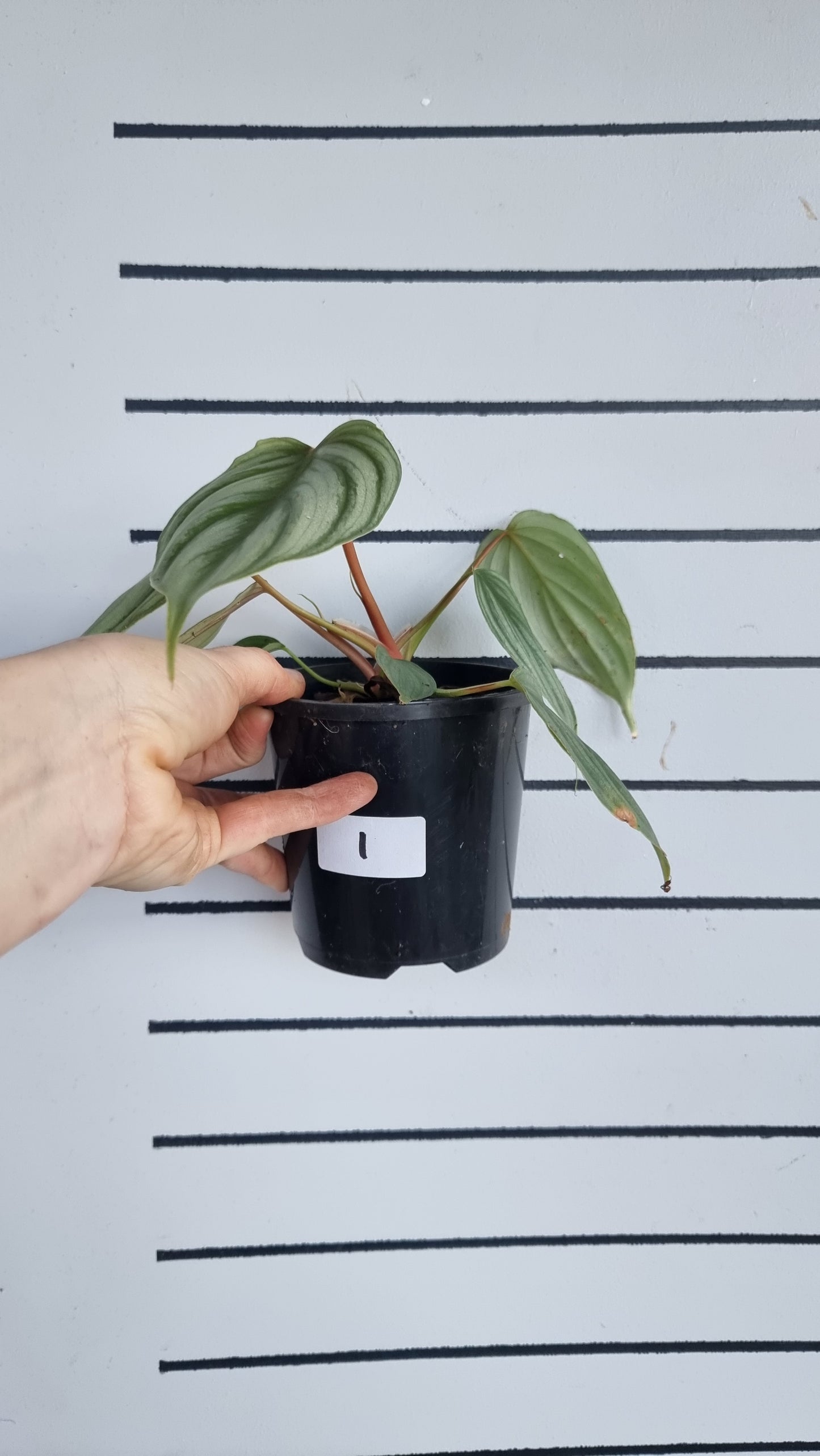Philodendron sp. 'pastazanum silver'