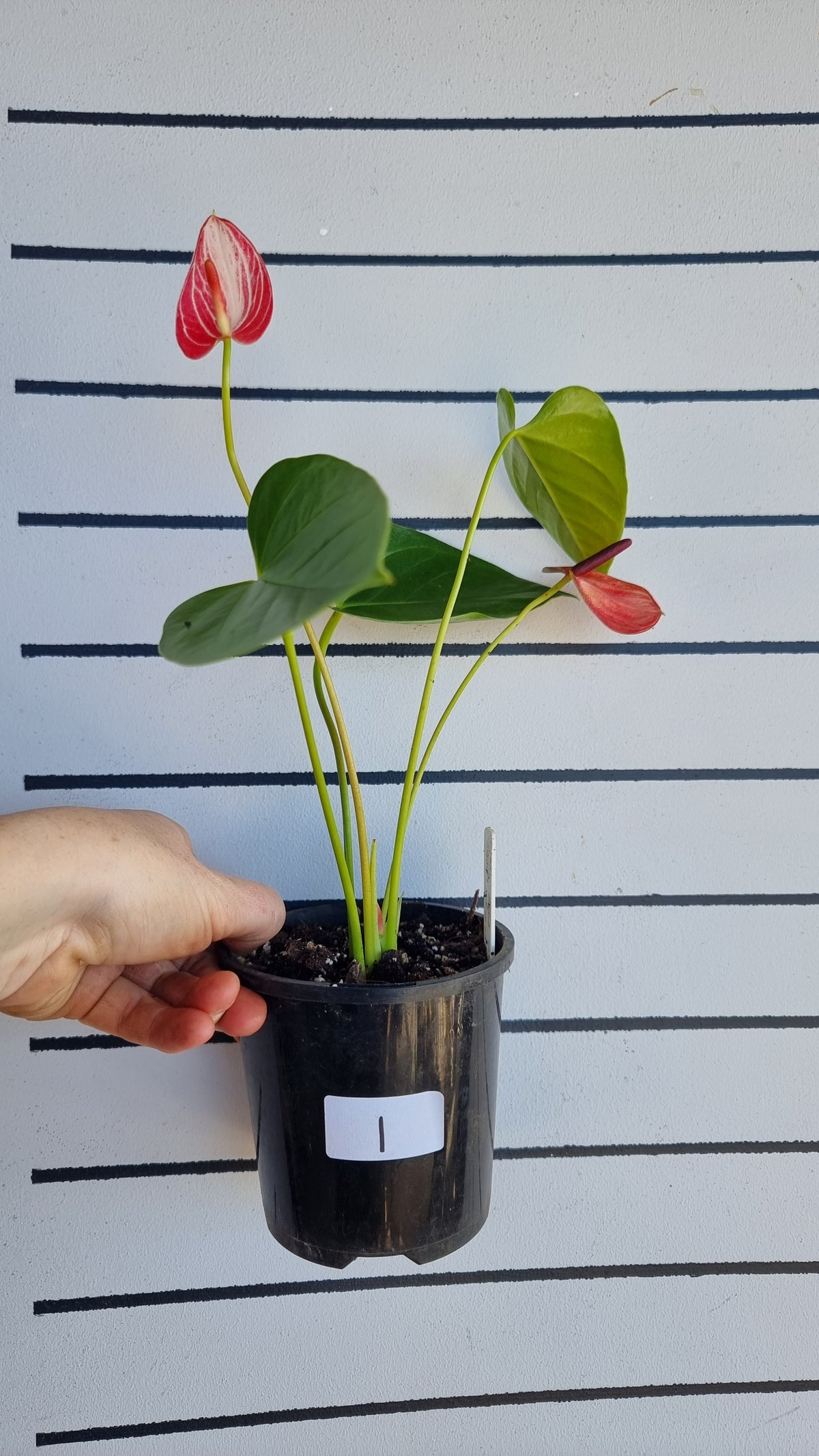 Anthurium andreanum 'Livium Ruby' - Flamingo Flower