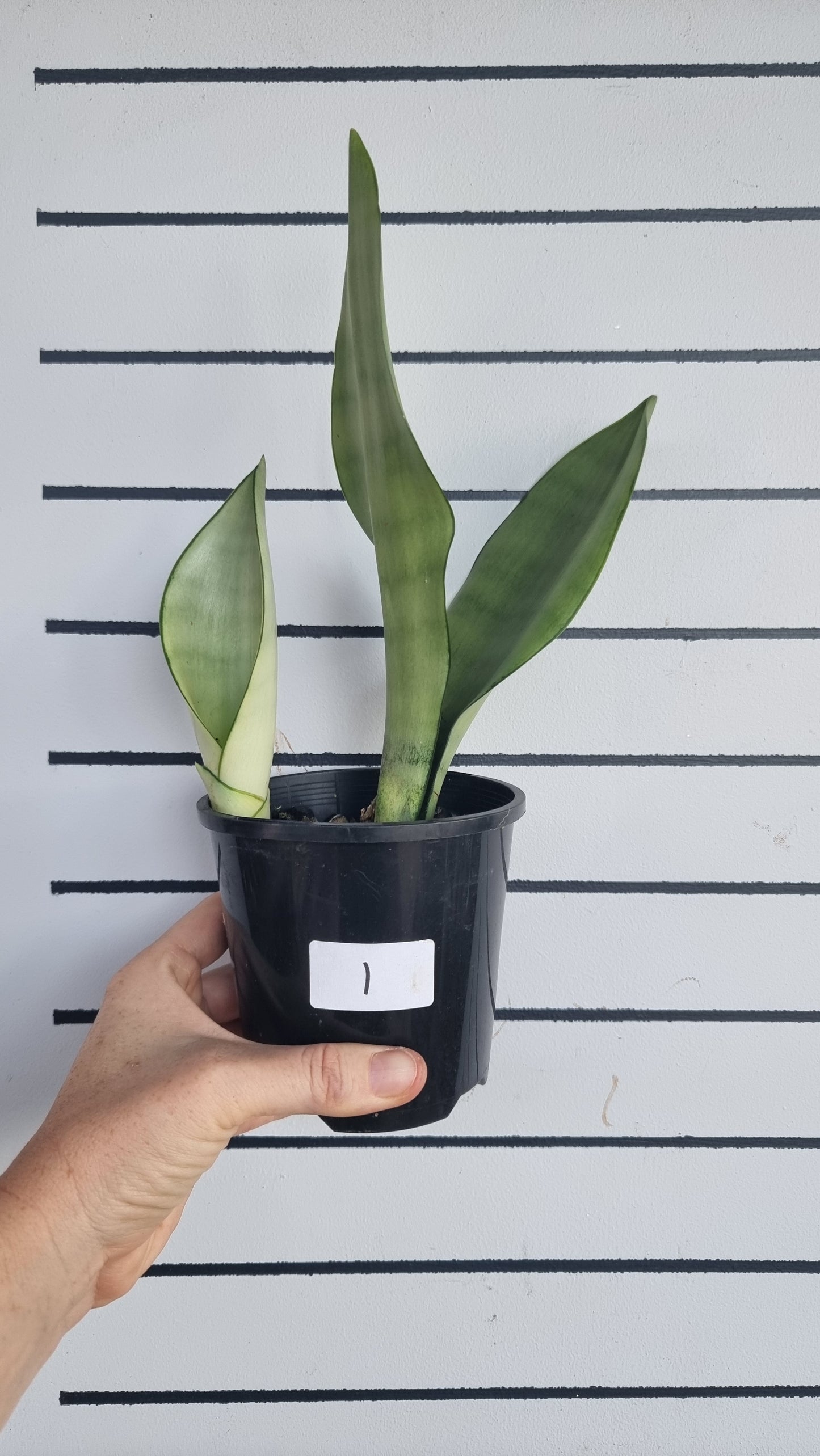 Dracaena trifasciata (prev Sansevieria) 'Moonshine' - Mother In Law Tongue