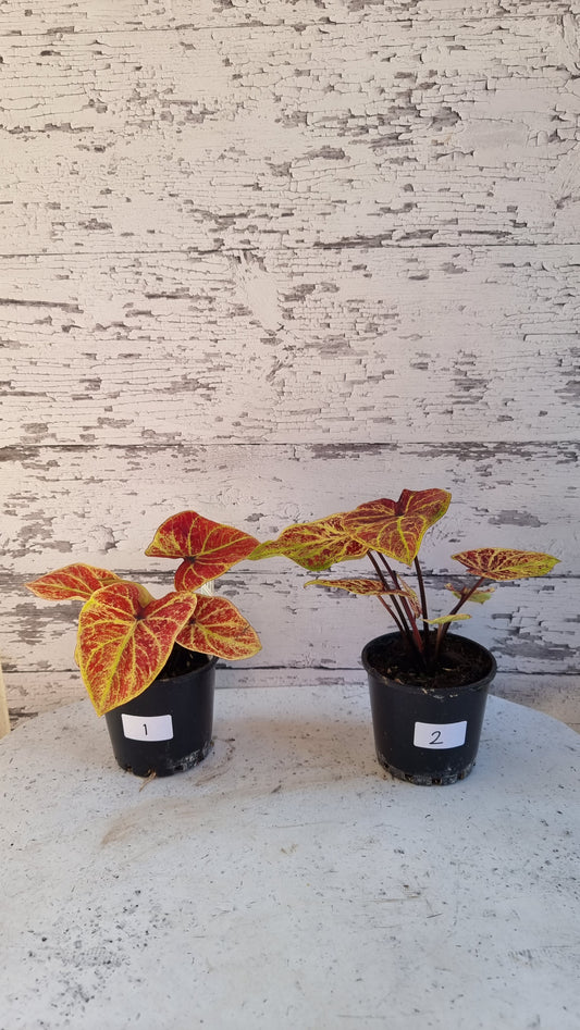 Caladium bicolour 'Amber Flame'