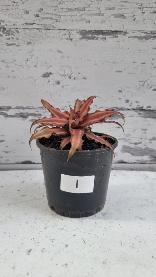 Cryptanthus bivittatus - Earth Star