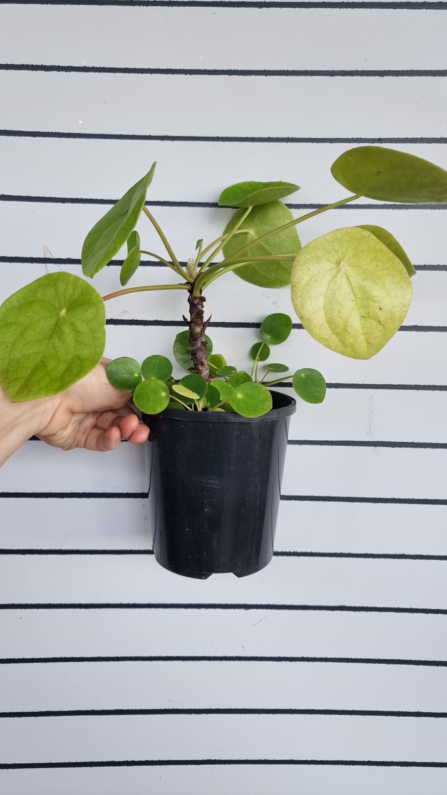 Pilea peperomioides - Chinese Money Plant