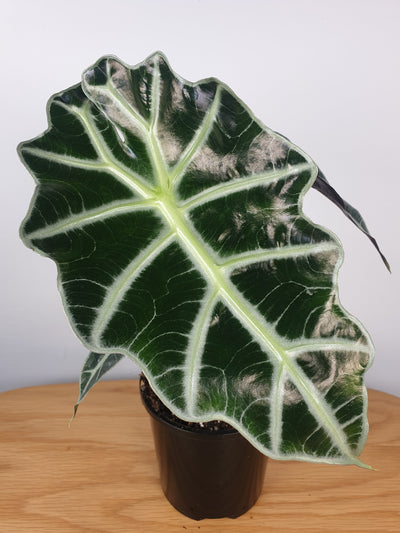Alocasia Amazonica (Polly) - African Shield Root'd Plants 