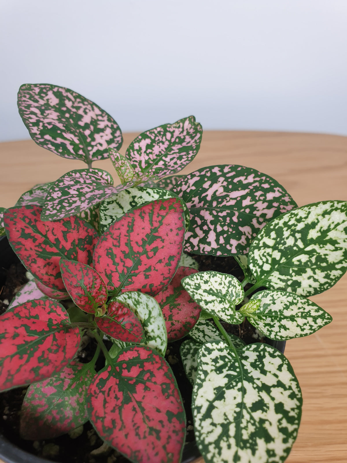 Hypoestes phyllostachya Trio - Polka Dot Plant Root'd Plants