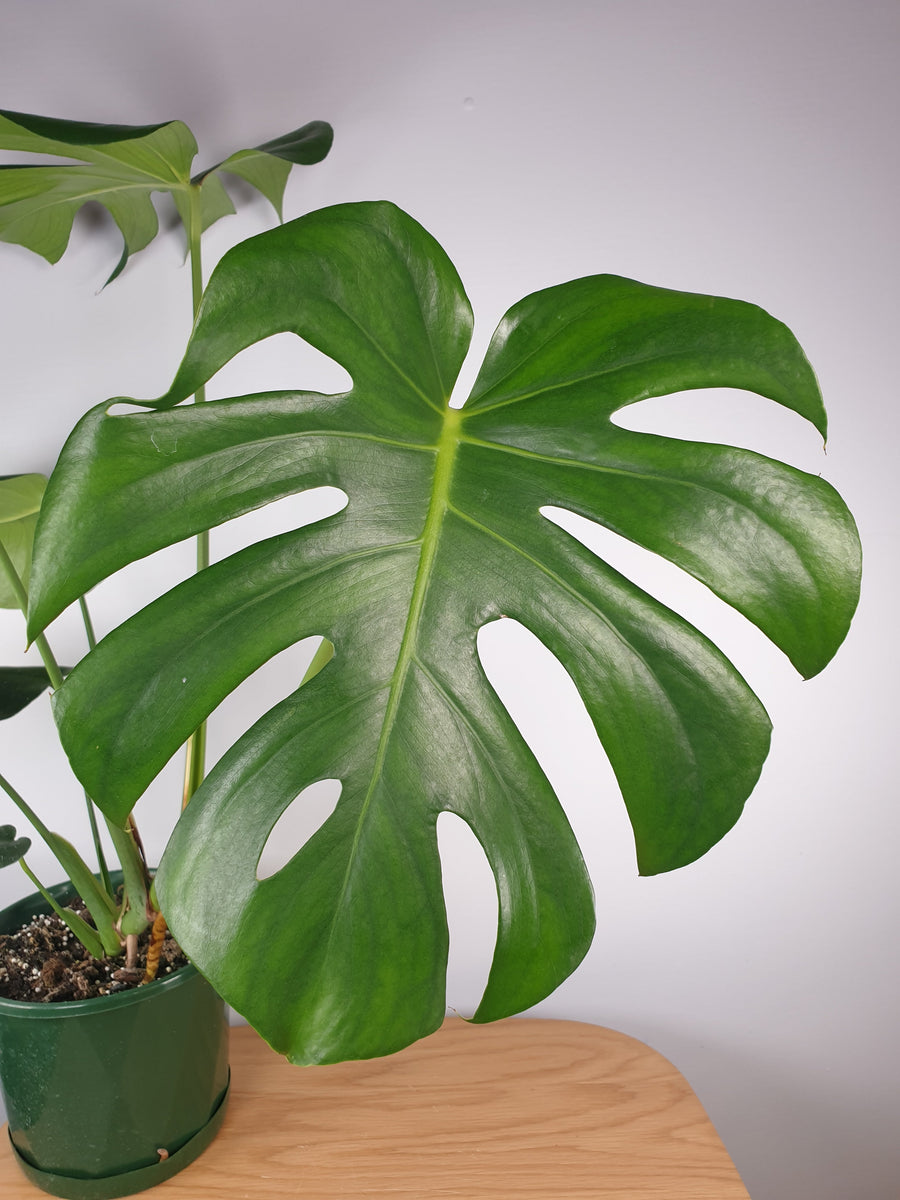 Monstera Deliciosa 'tauerii' - Dwarf Fruit Salad Plant